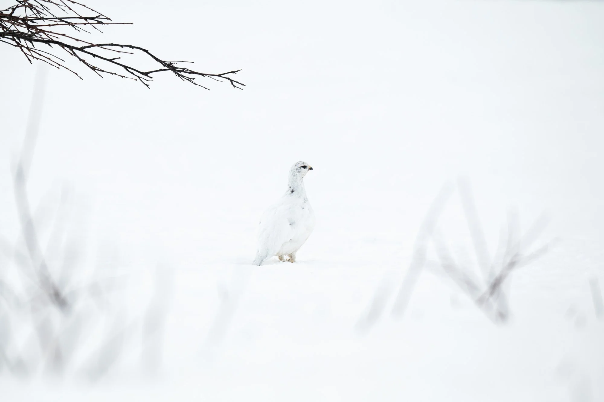 Un oiseau blanc dans un paysage enneigé avec un arbre sans feuilles au coin supérieur gauche.