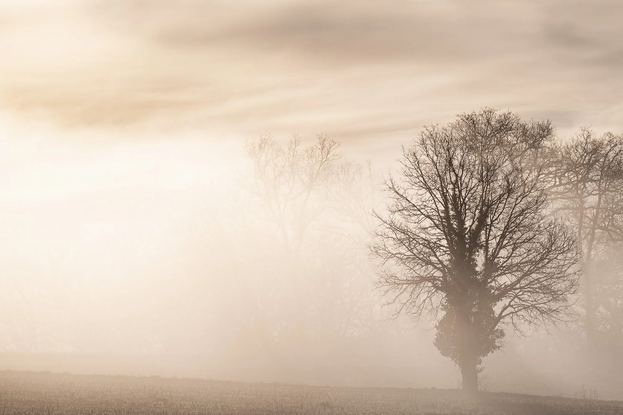 Paysage brumeux avec des arbres dénudés dans un champ, atmosphère calme et mystérieuse