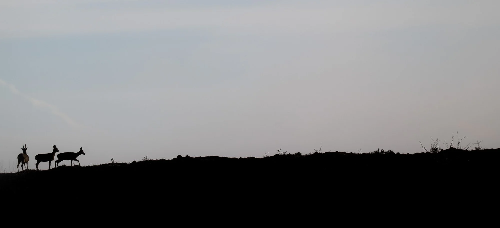 Silhouette de trois antilopes se tenant sur une colline contre un ciel gris crépusculaire.