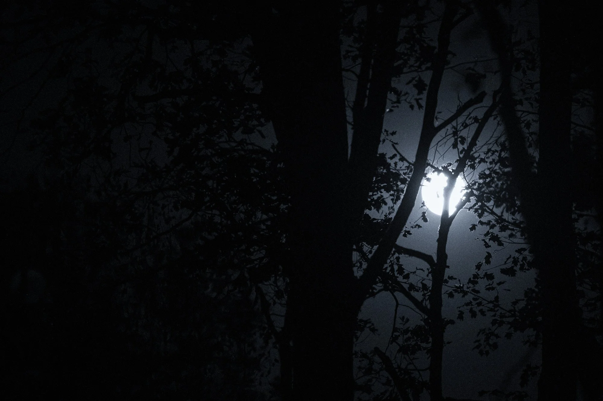 La lune brillante derrière des branches d'arbres en pleine nuit.