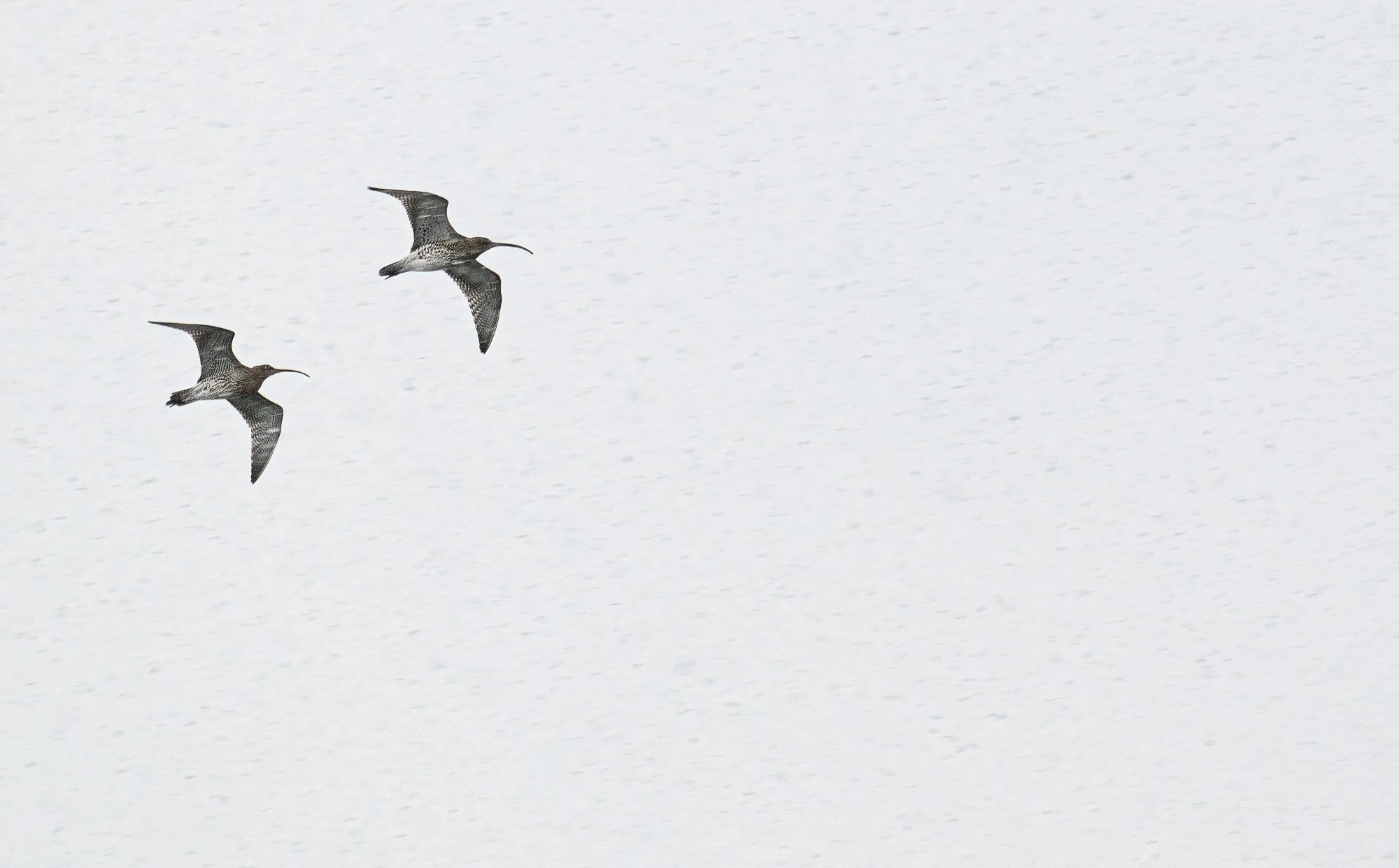 Deux oiseaux migrateurs volent dans un ciel nuageux.