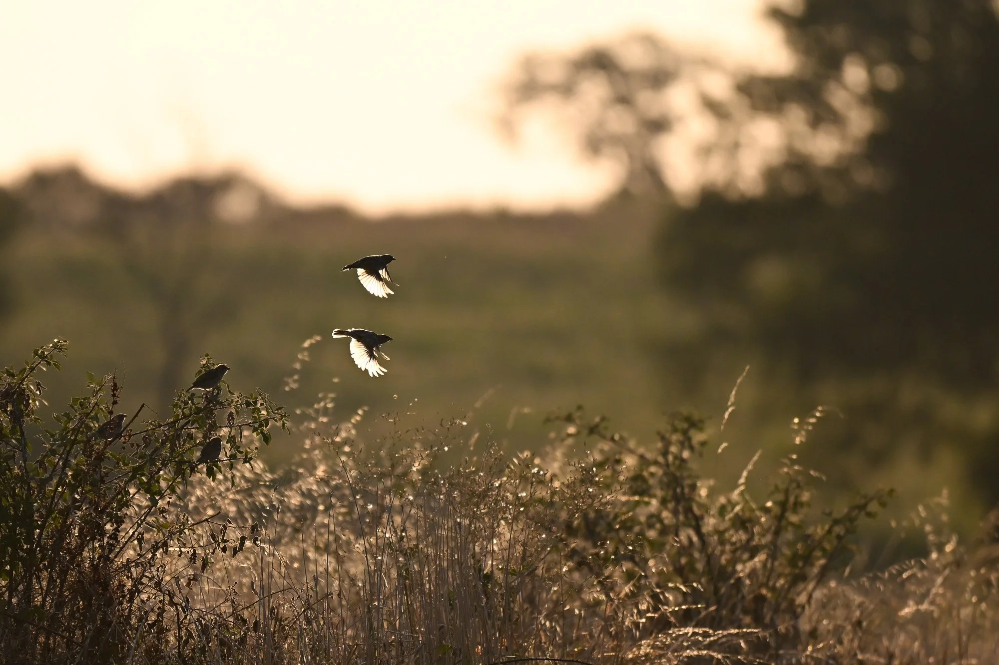 Deux oiseaux en vol au-dessus de la végétation au crépuscule, avec arrière-plan flou d'arbres et de ciel sombre.