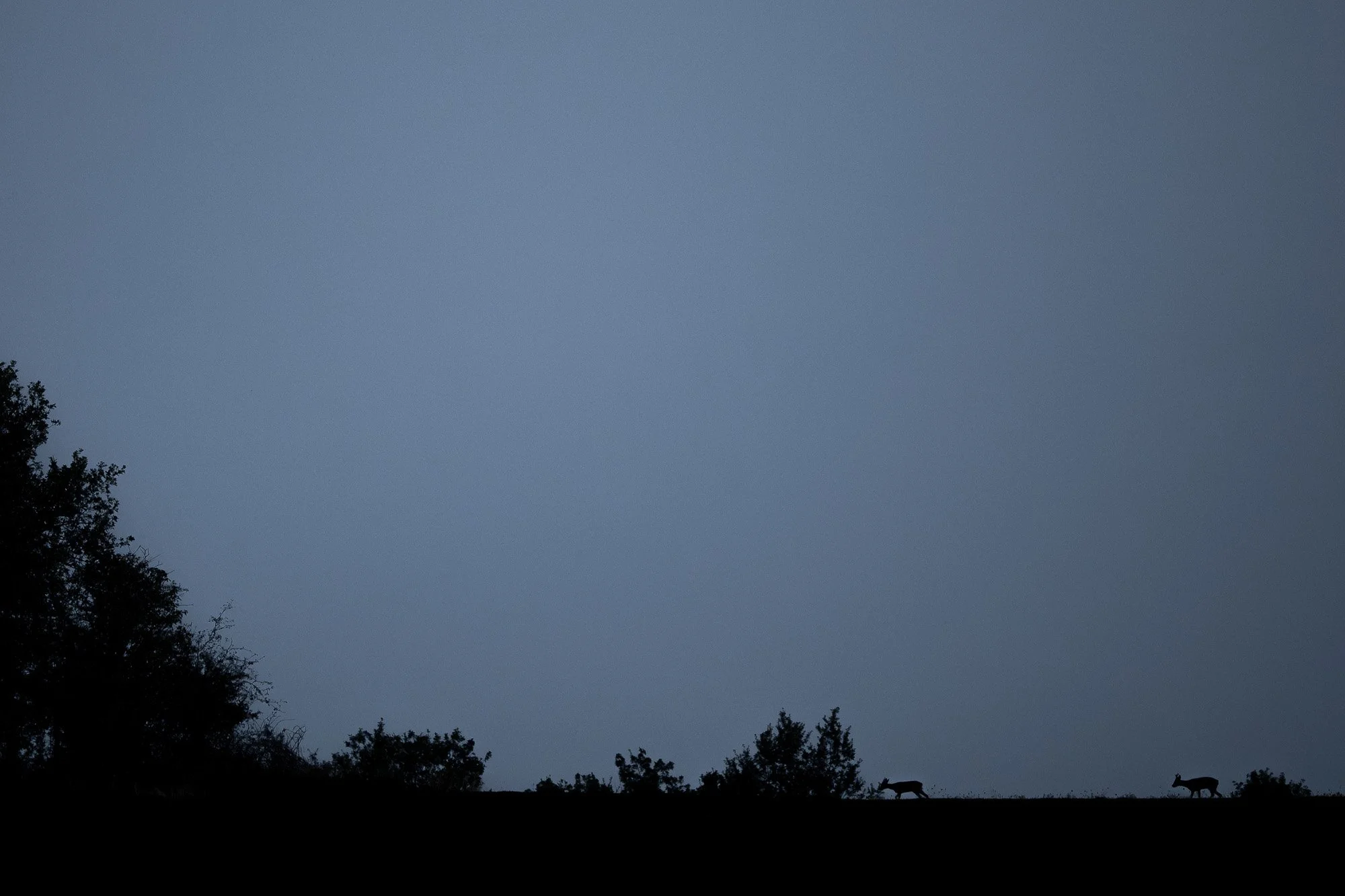 Silhouette de deux cerfs marchant sur une colline à l'aube ou au crépuscule, avec un ciel gris clair et des arbres en bas à gauche.