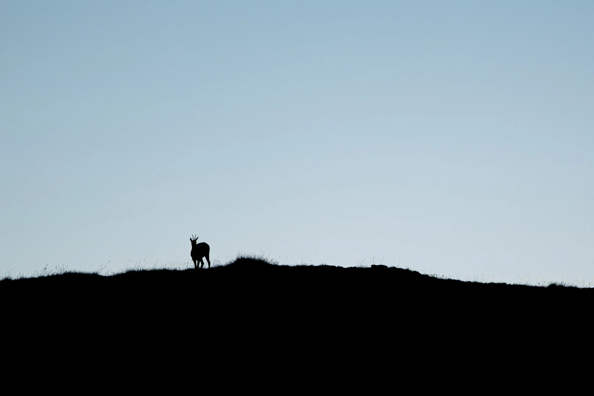 Silhouette d'une girafe debout sur une colline herbeuse, avec un ciel clair en arrière-plan.