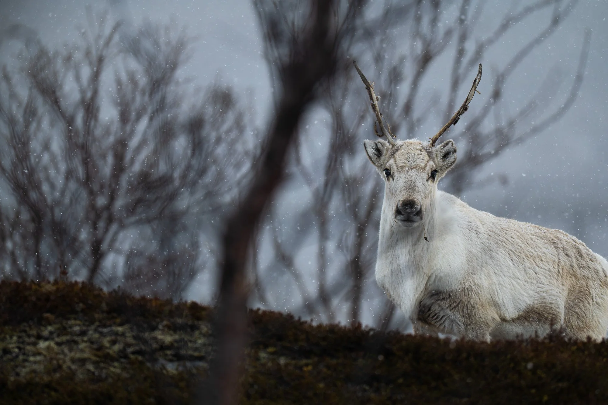 Un renne blanc avec des bois dans une forêt enneigée.