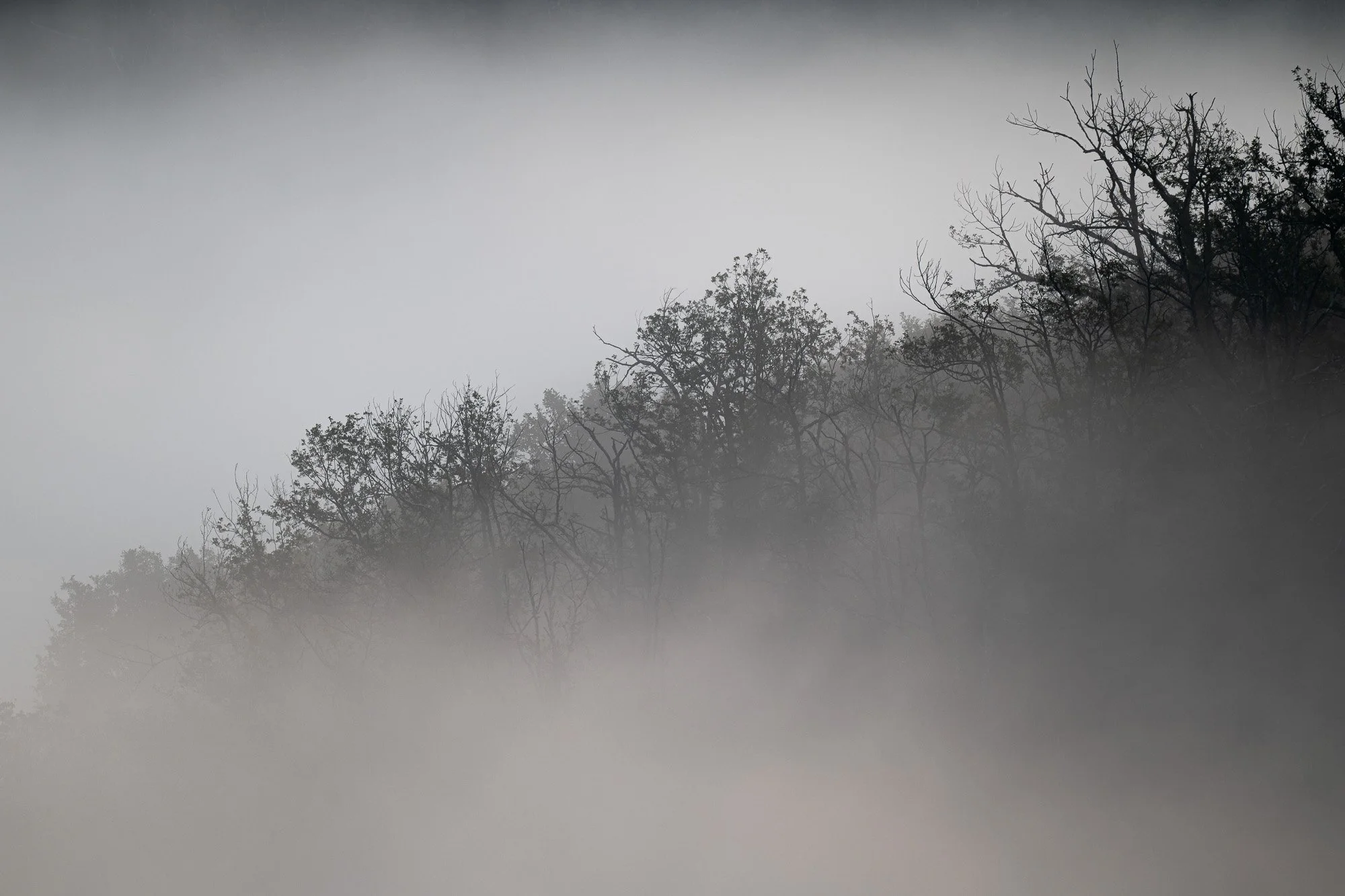 Silhouettes d'arbres dans une brume épaisse avec un ciel gris