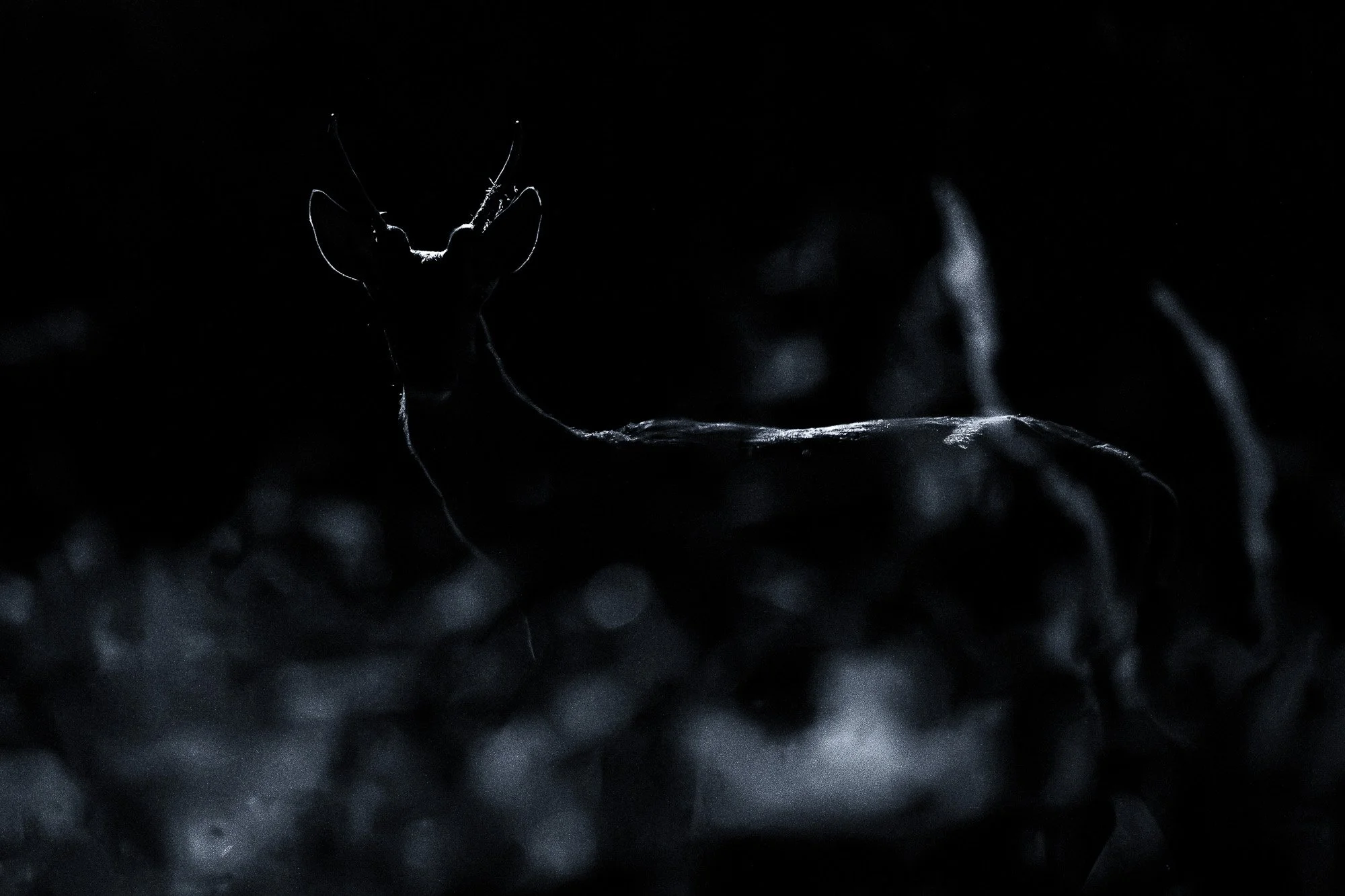 Silhouette d'une mouche sur une toile d'araignée dans l'obscurité.