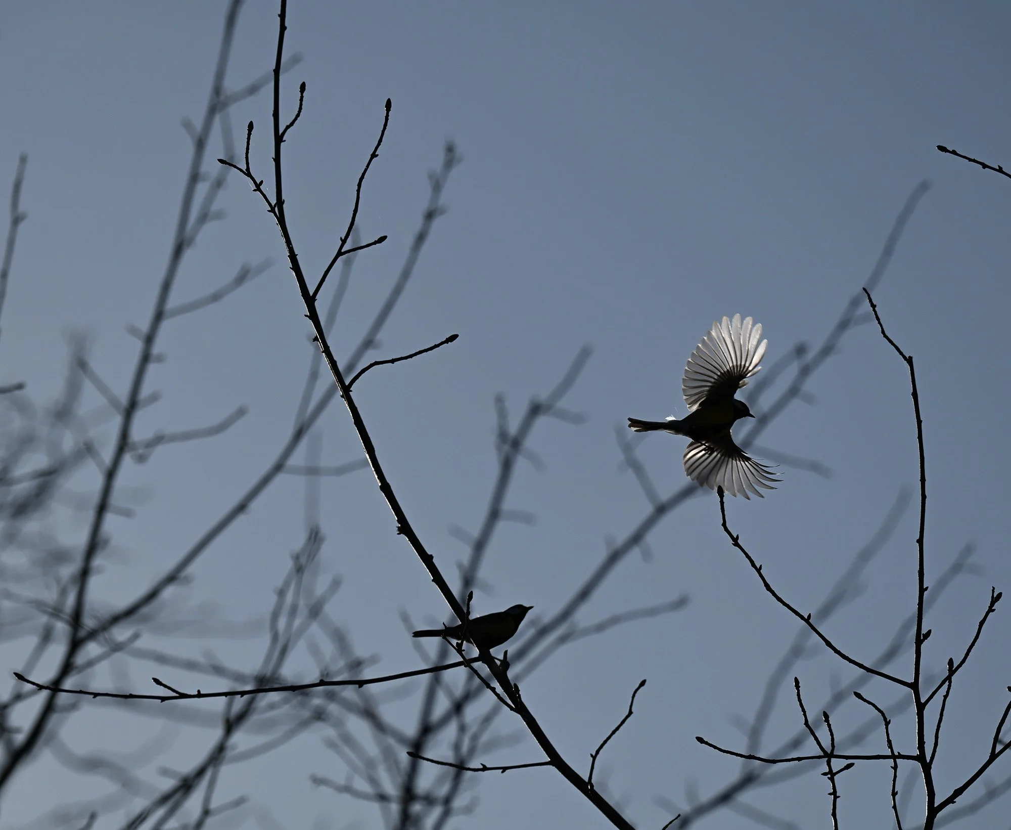 Un oiseau vole à côté d'une branche nue contre un ciel gris. La queue de l'oiseau est déployée en éventail, ressemblant à un éventail ou une décoration