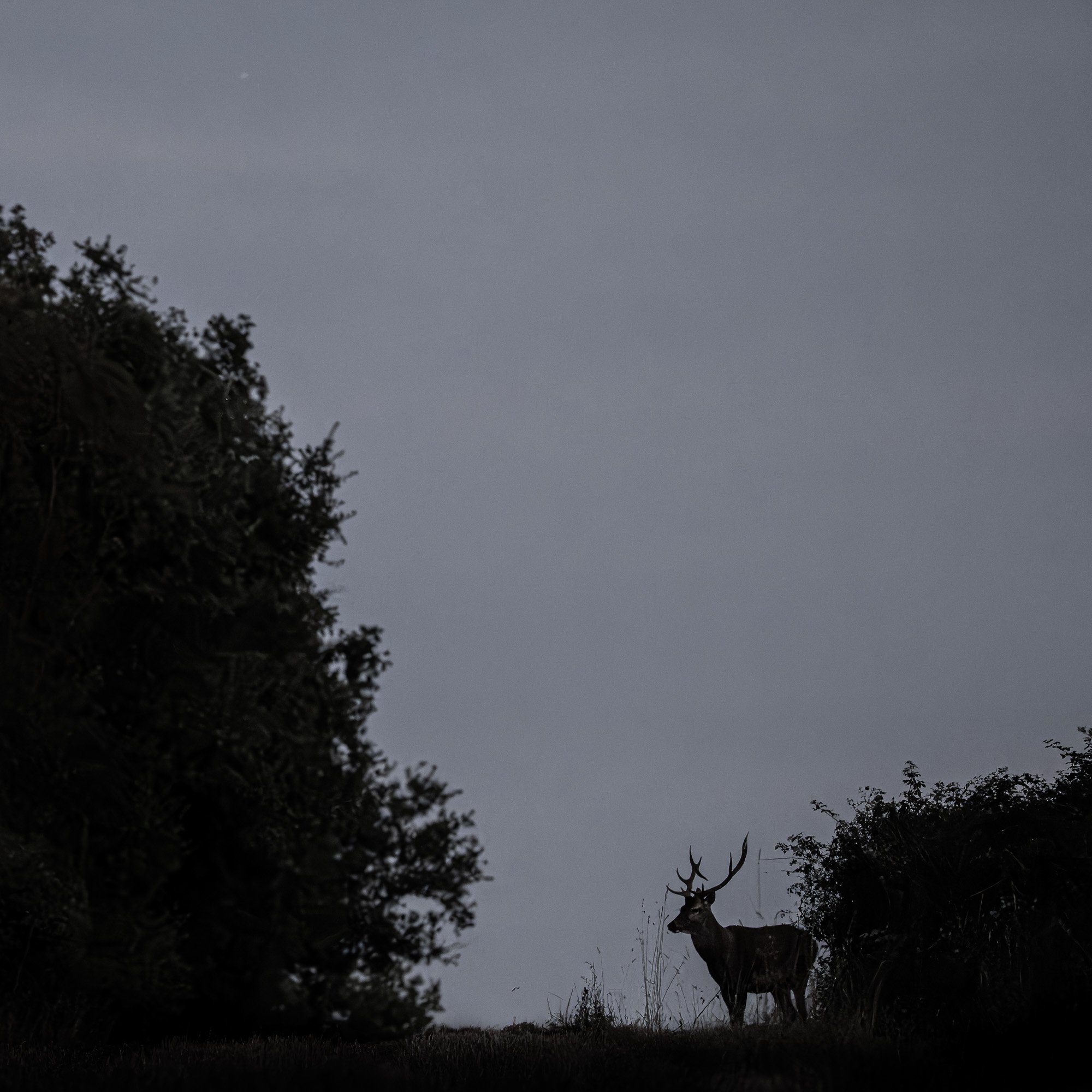 Silhouette d'une gazelle dans un paysage nocturne avec des arbres et un ciel sombre.