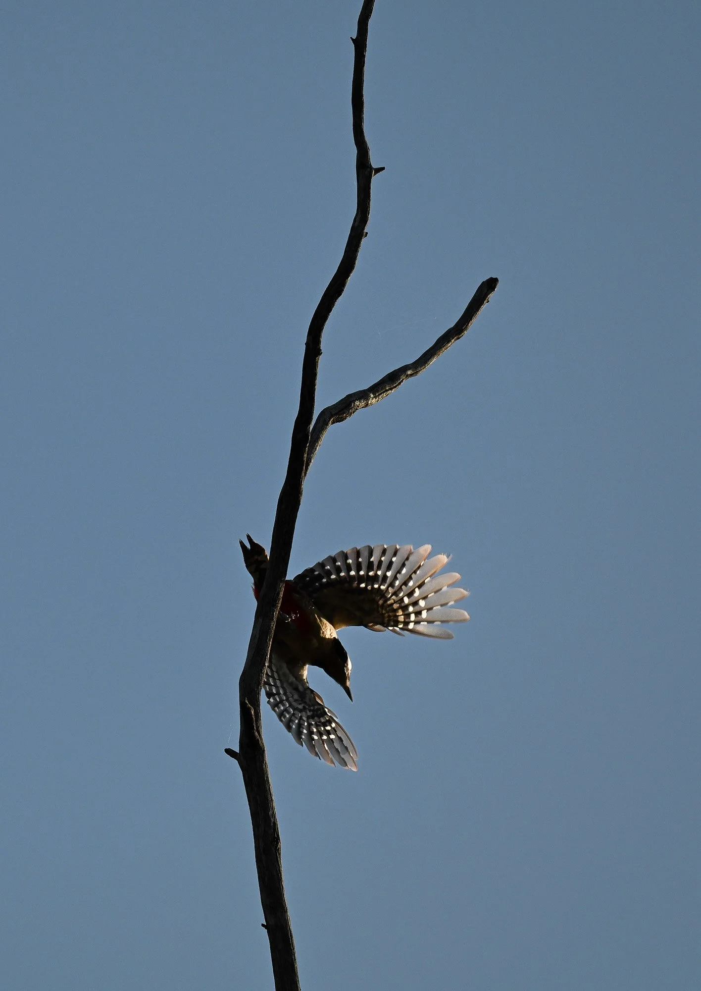 Un oiseau perché sur une branche, semblant être en vol ou en train de descendre, avec un ciel clair en arrière-plan.