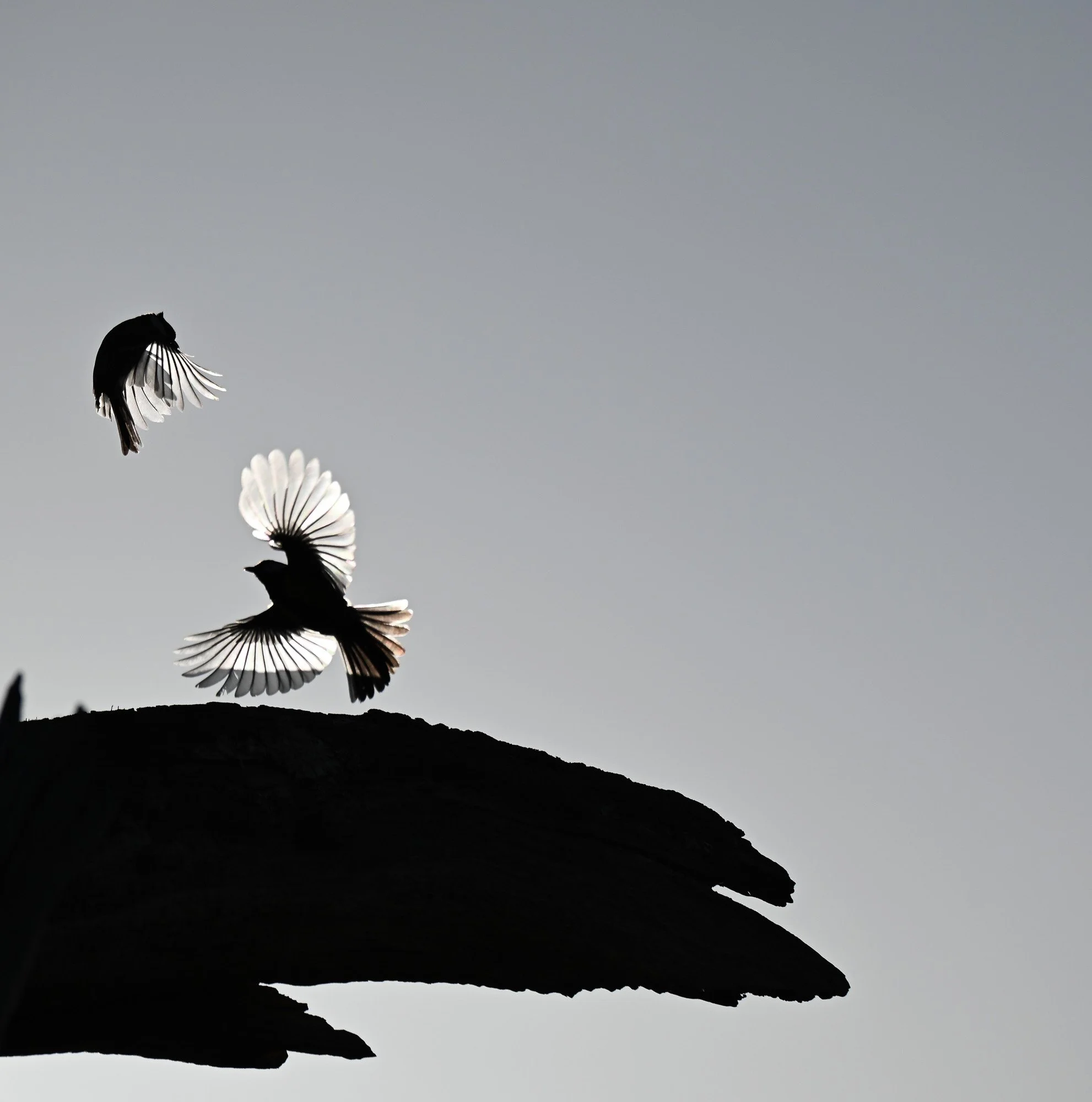 Silhouettes d'oiseaux en vol sur un ciel gris, debout sur une branche d'arbre sombre.
