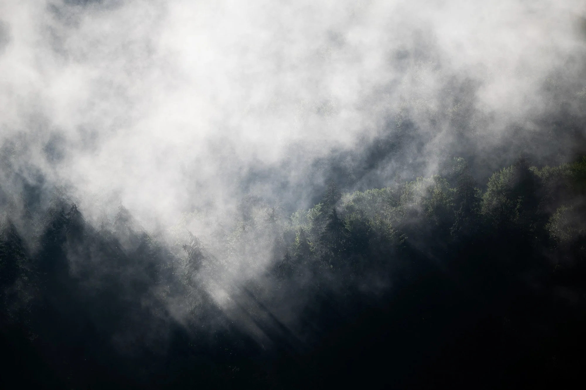 Forêt dense enveloppée de brume ou de nuages, avec peu de lumière visible à travers.
