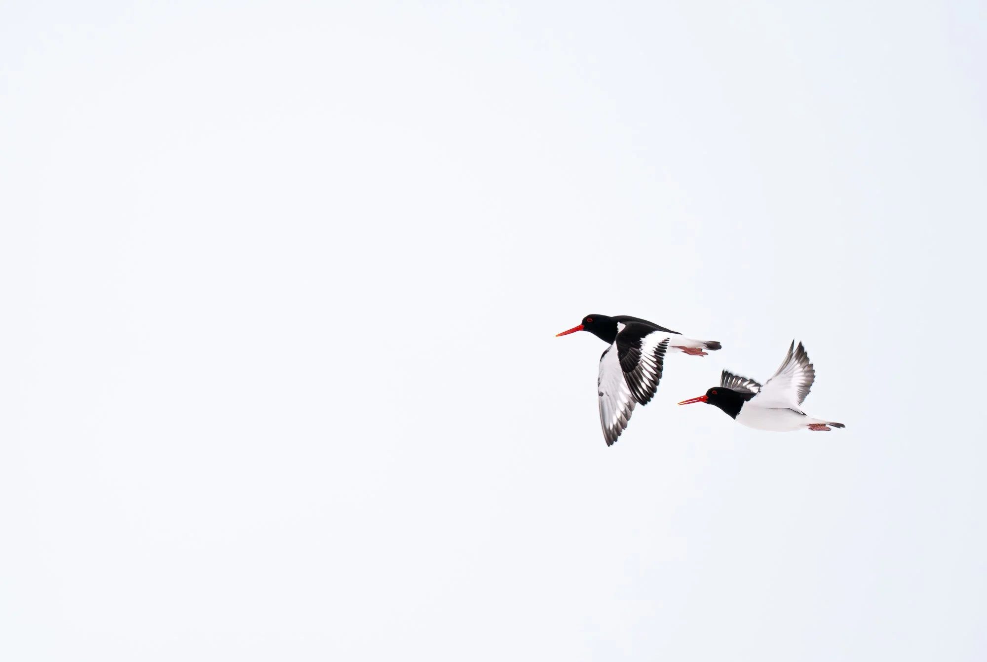 Deux oiseaux de mer en vol dans un ciel gris, avec des ailes déployées et des becs orange.