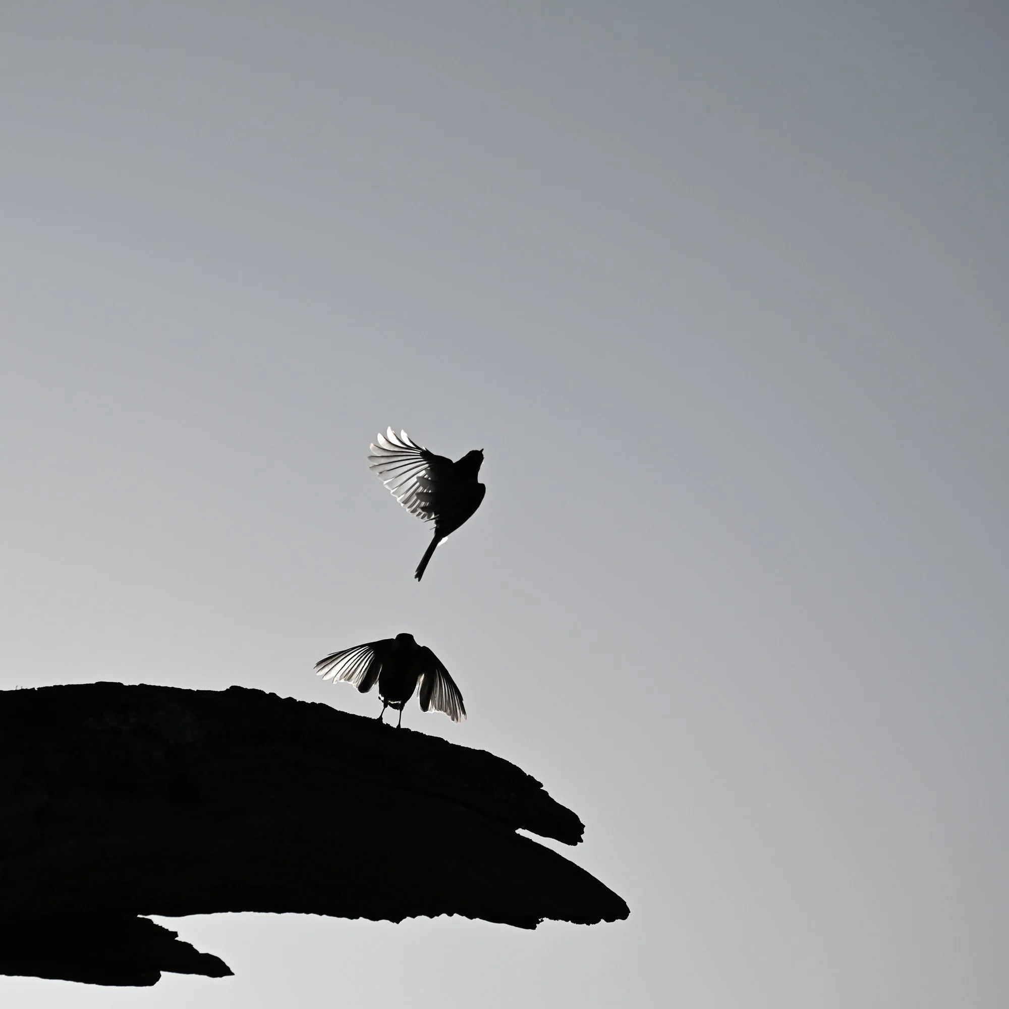 Silhouette d'oiseaux en vol au-dessus d'une falaise contre un ciel gris.
