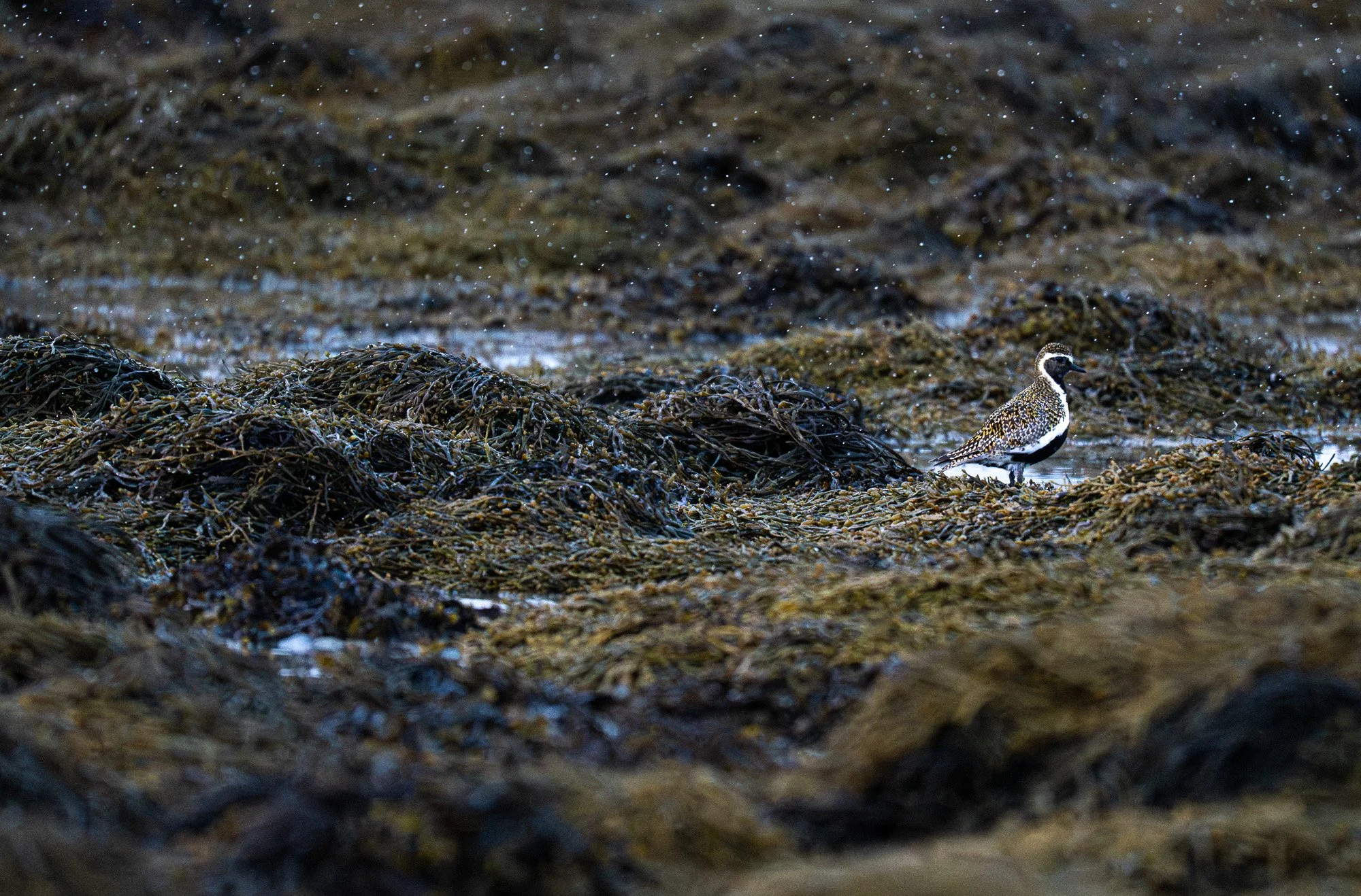 Un oiseau sur un lit d'algues ou de végétation près de l'eau, avec des gouttes d'eau tombant du ciel dans un environnement naturel.