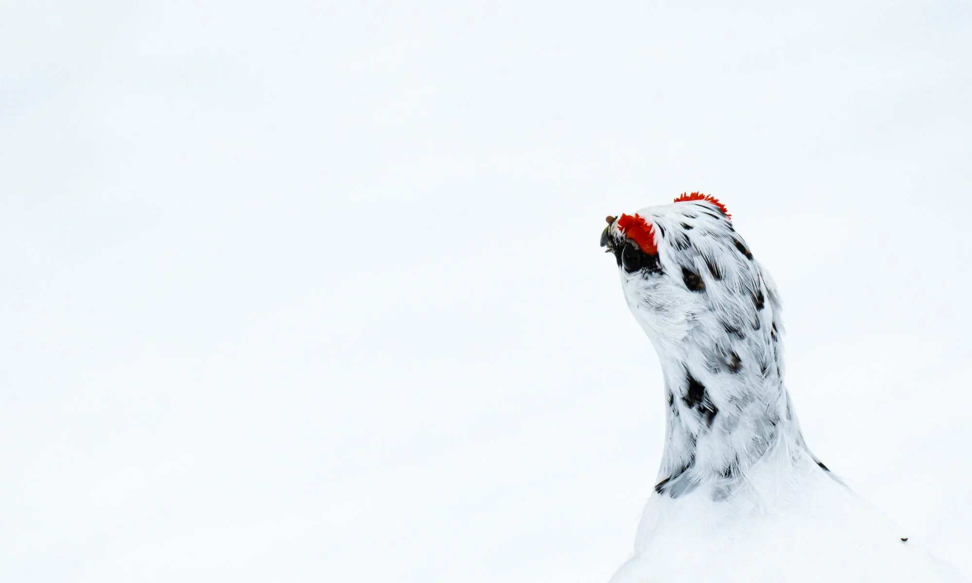 Une tête de chien de race Dalmatien dans un environnement blanc, avec des taches noires et blanches sur son pelage.