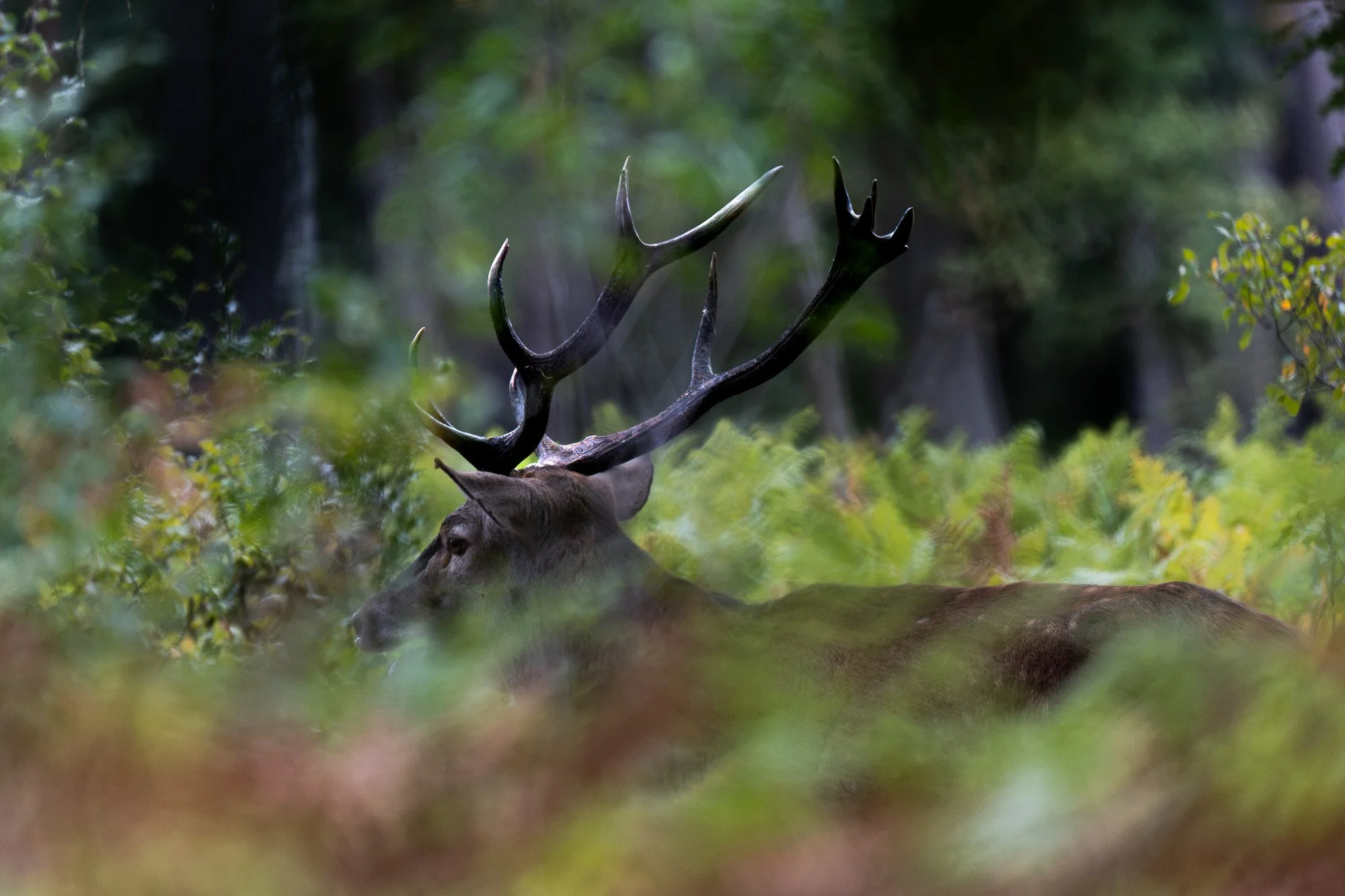Un cerf couché dans la forêt, entouré de végétation verte