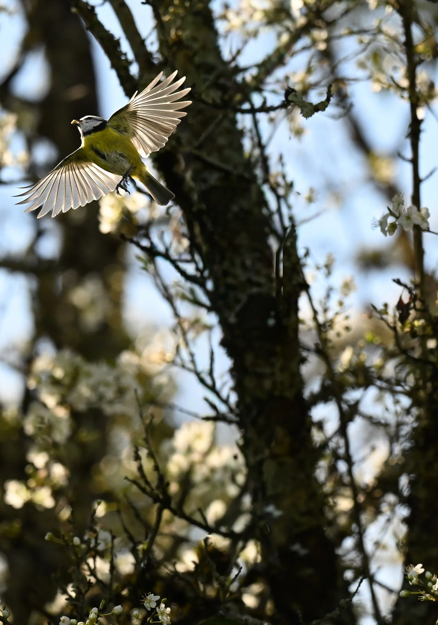 Un oiseau volant entre les branches d'un arbre en fleurs avec un ciel clair en arrière-plan.