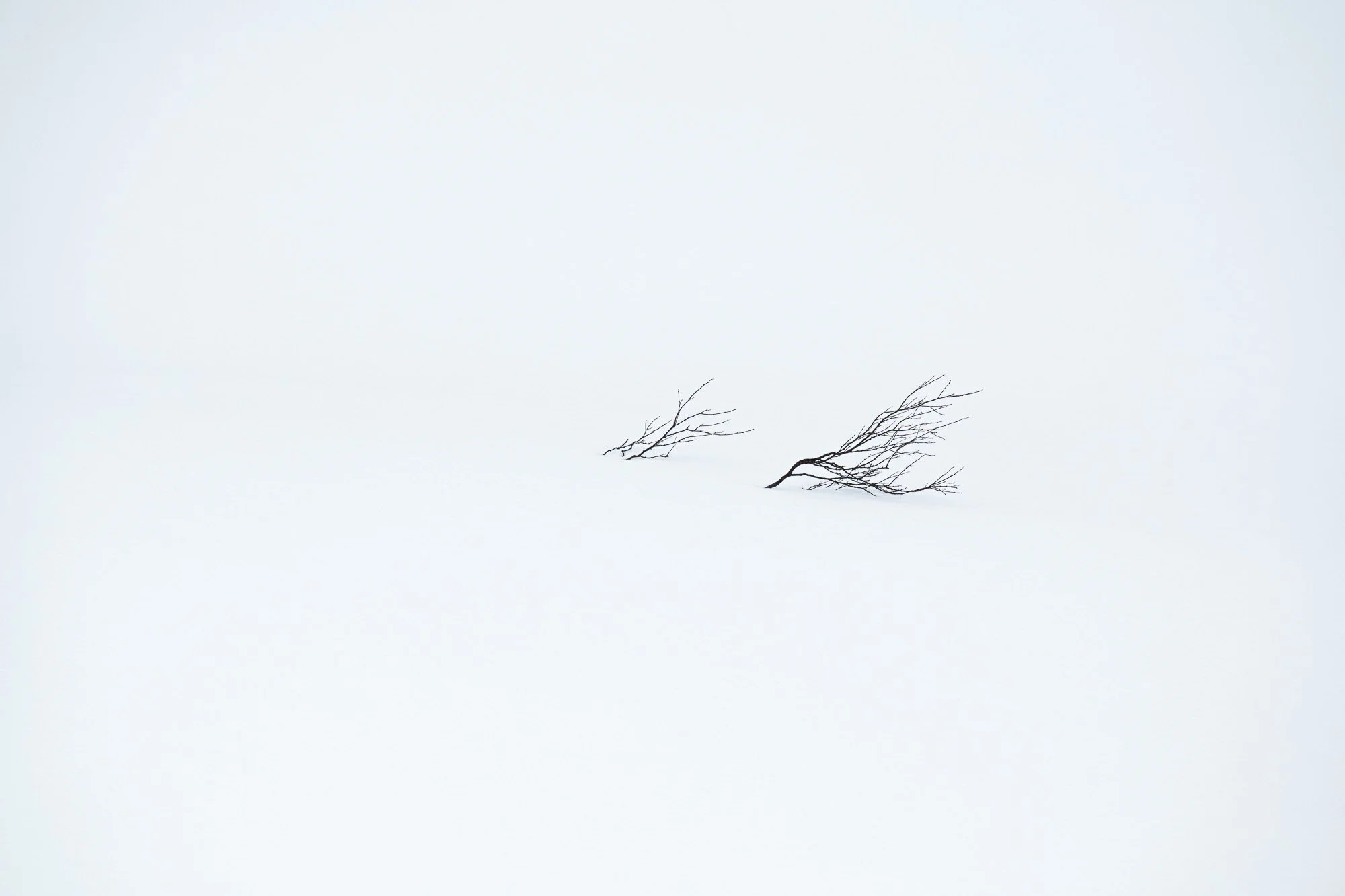 Deux branches d'arbre nu reposent sur la neige, avec un ciel gris clair en arrière-plan.