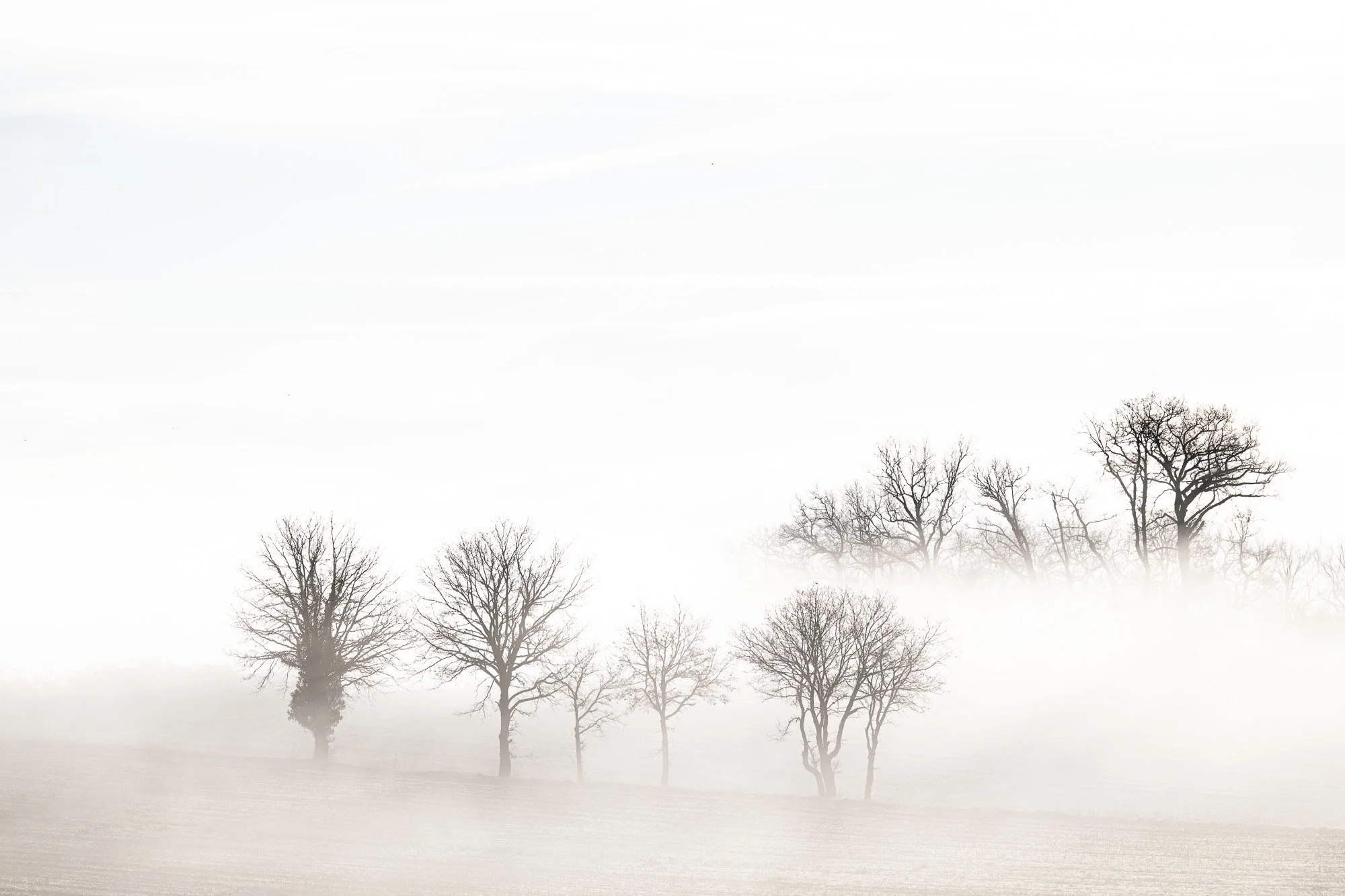 Paysage avec des arbres nus dans un paysage brumeux et nuageux.
