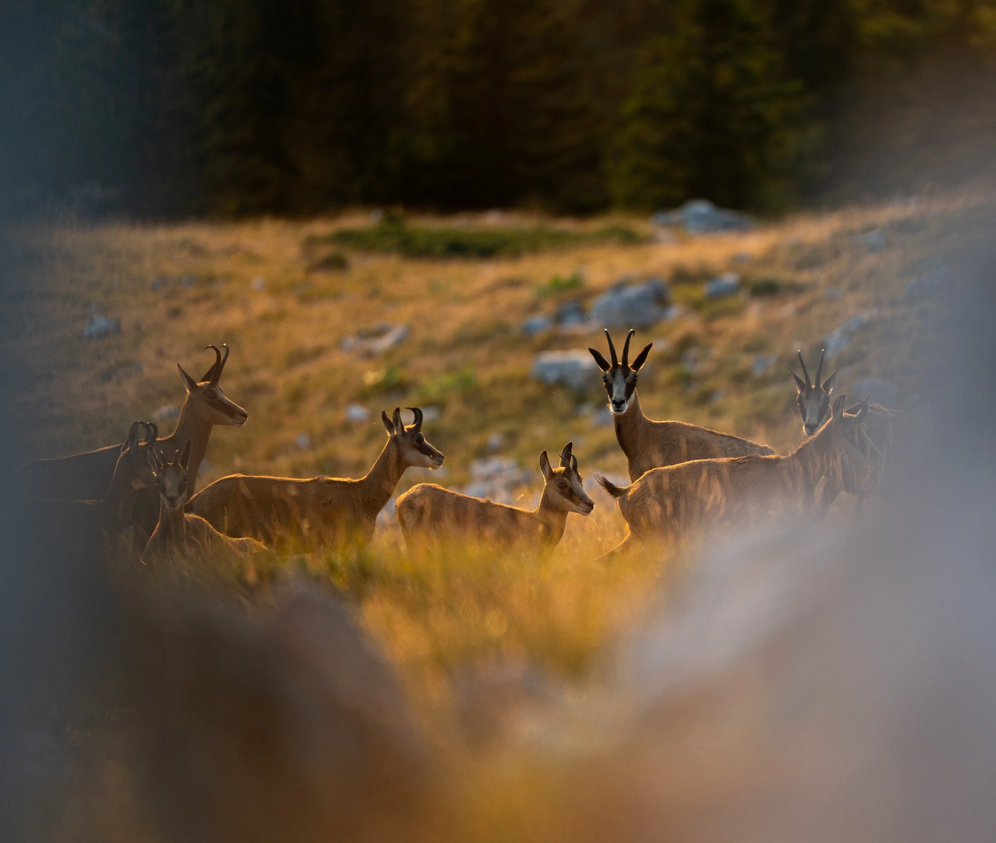 Un groupe de springboks dans la savane africaine à la lumière du coucher de soleil.