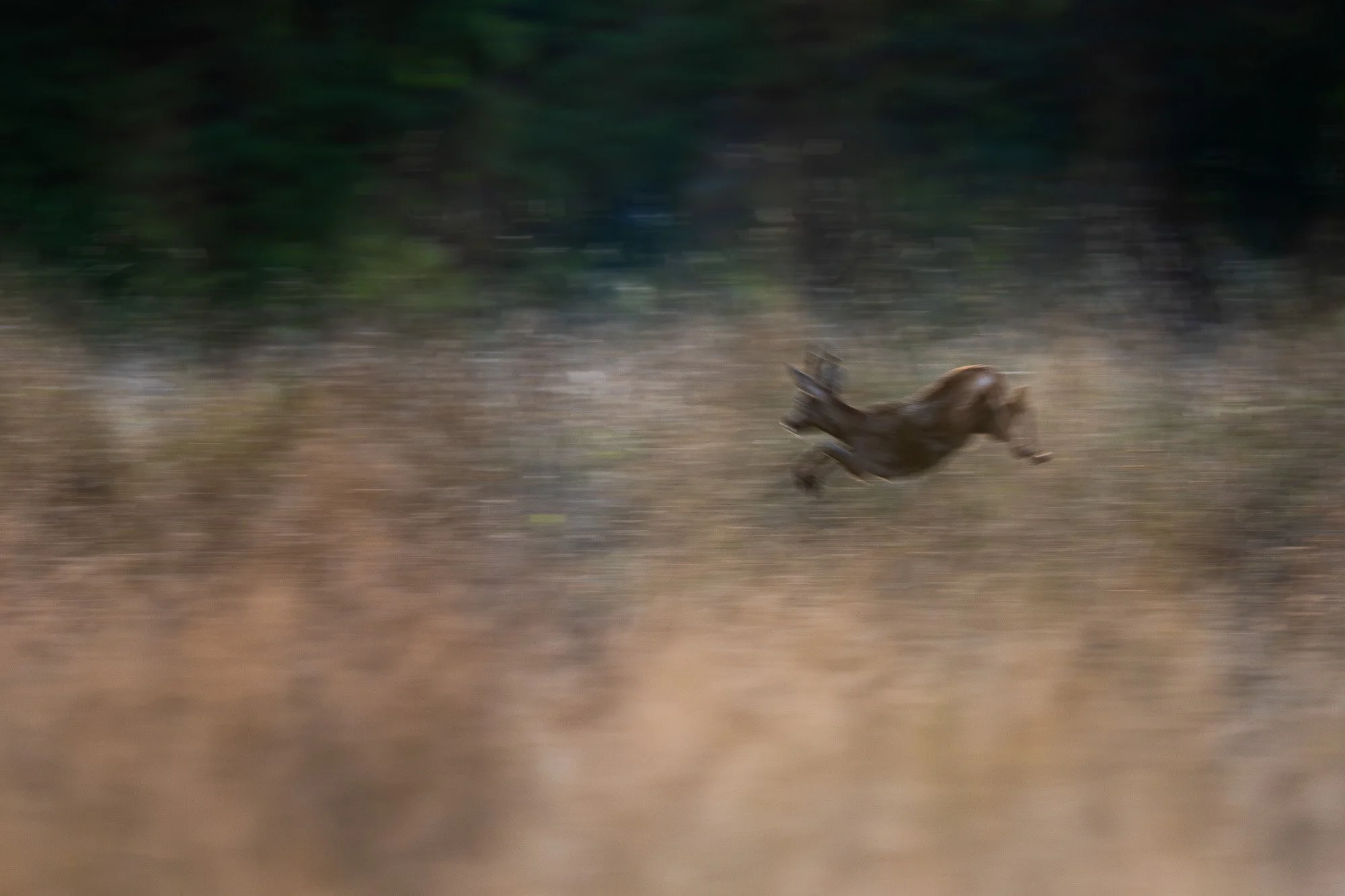 Un chien brun en train de courir dans une zone herbeuse avec des arbres en arrière-plan, vue floue et en mouvement.