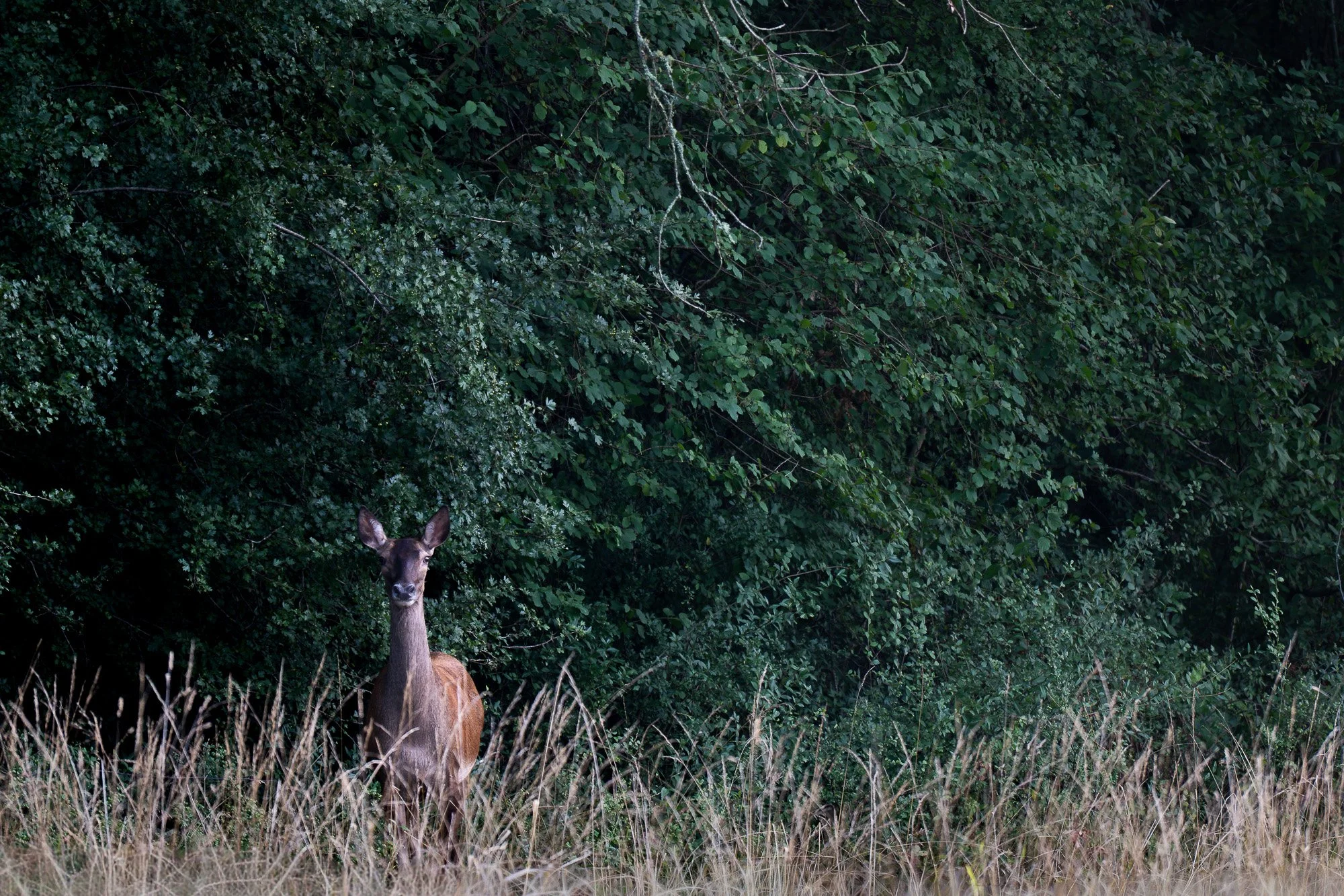Jeune cerf dans une zone de végétation dense avec de l'herbe jaunie au premier plan.