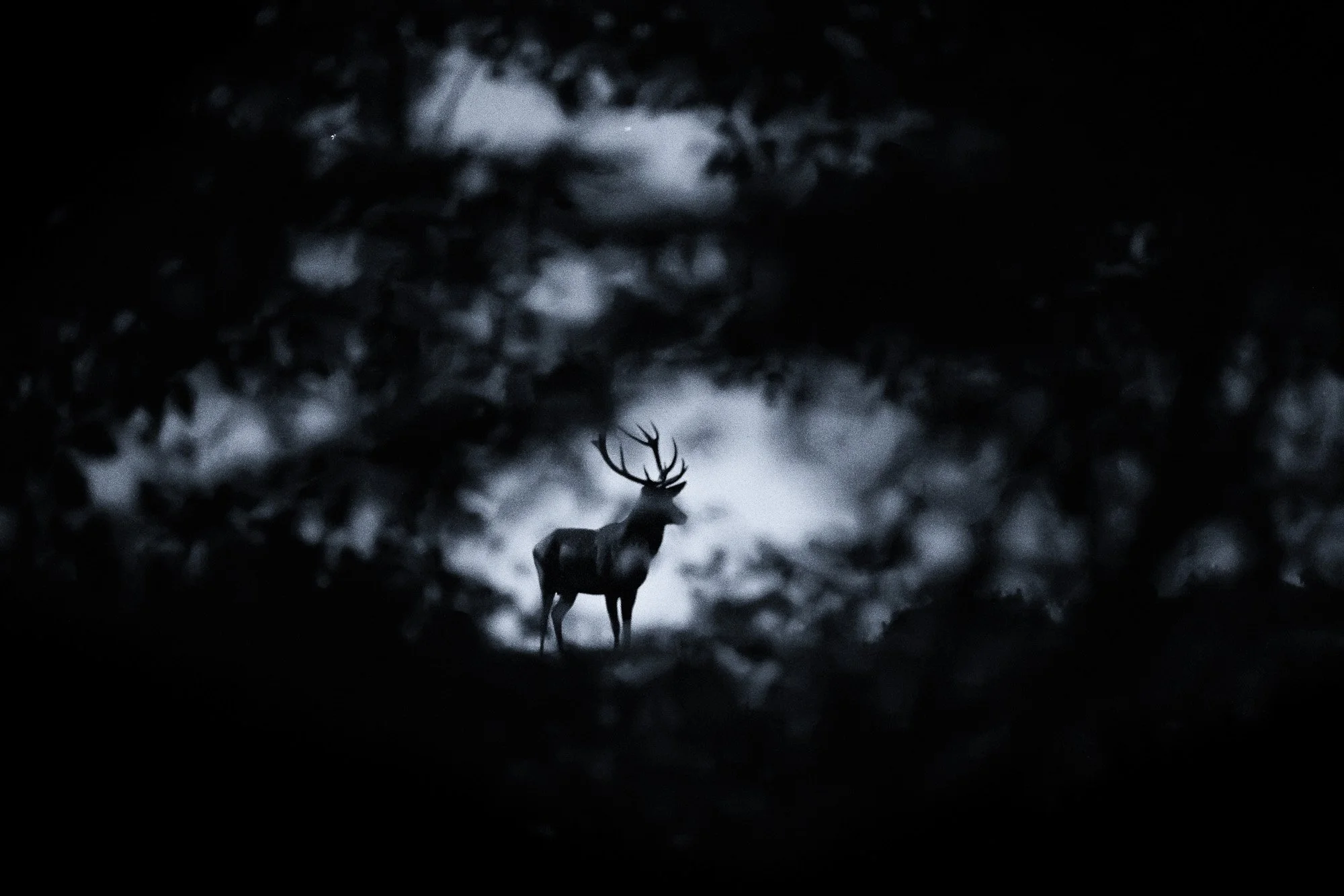 Une image sombre montrant une silhouette d'un cerf avec des bois, dans un environnement forestier nocturne, légèrement éclairé par la lune.