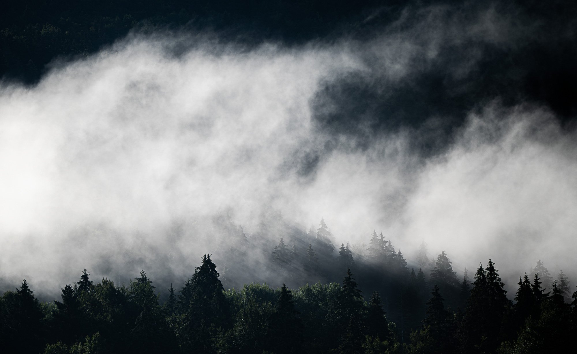 Forêt de conifères sous ciel nuageux et brouillard, montagne en arrière-plan.