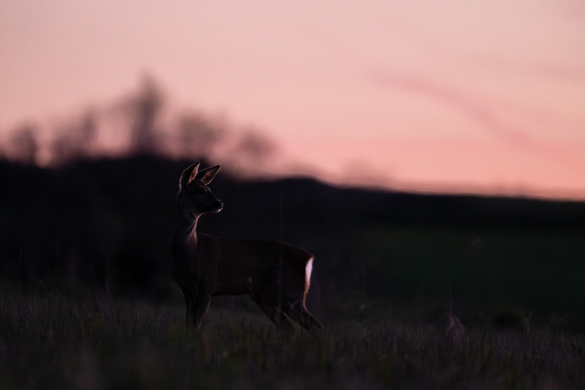 Un cheval gris foncé dans une prairie au crépuscule avec un ciel rose et une silhouette d'arbre floue en arrière-plan.