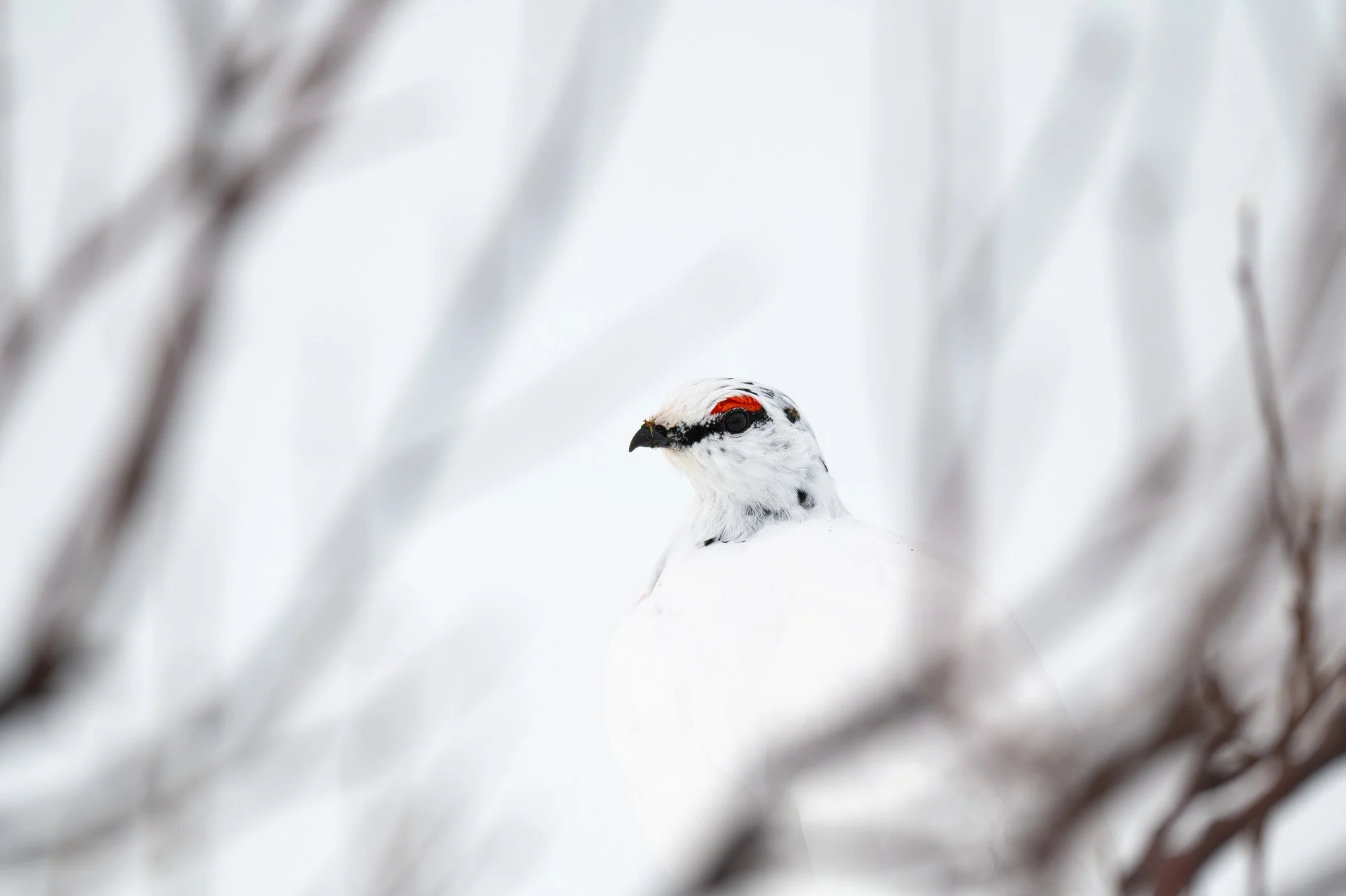 Un oiseau blanc avec des taches noires, probablement un tétras, en train de se tenir dans la neige, entouré de branches floues.