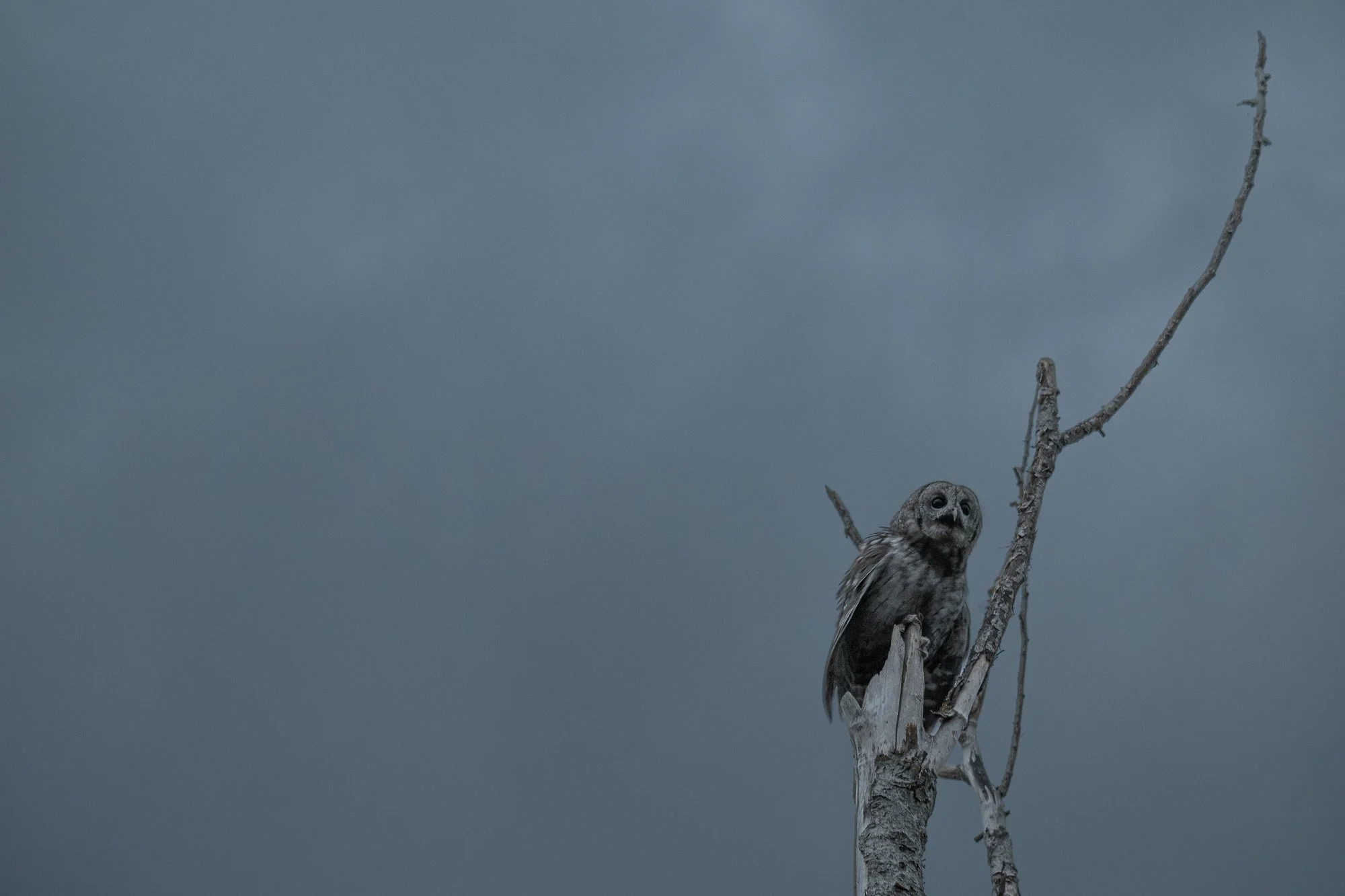 Un hibou perché sur une branche d'arbre sec, dans un ciel gris. 