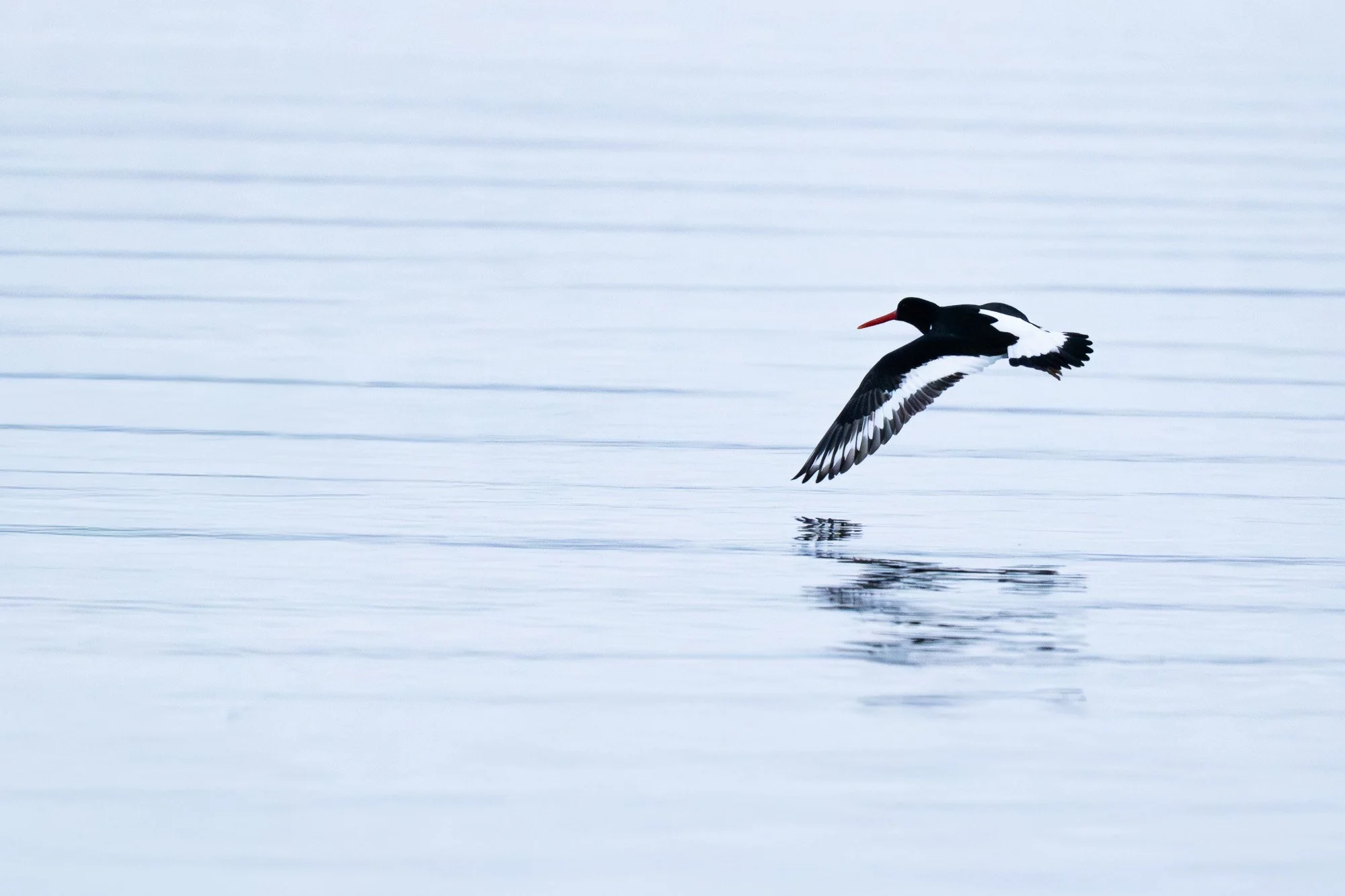 Un fulmar en vol au-dessus de l'eau calme et glacée, avec un reflet visible à la surface.
