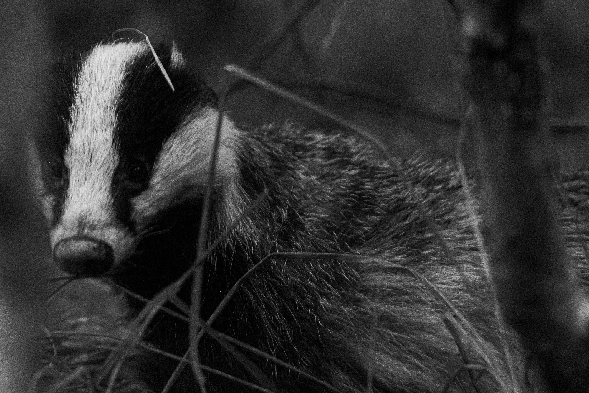 Un animal, probablement un chien ou un Renard, vu en gros plan en noir et blanc, qui semble être derrière une clôture ou un grillage.