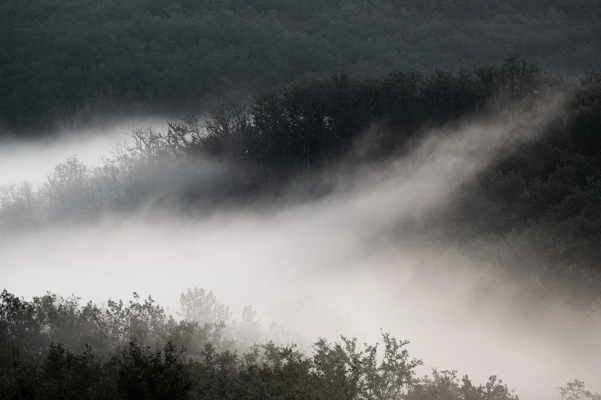 vue d'une forêt brumeuse avec des nuages de brume qui enveloppent les arbres