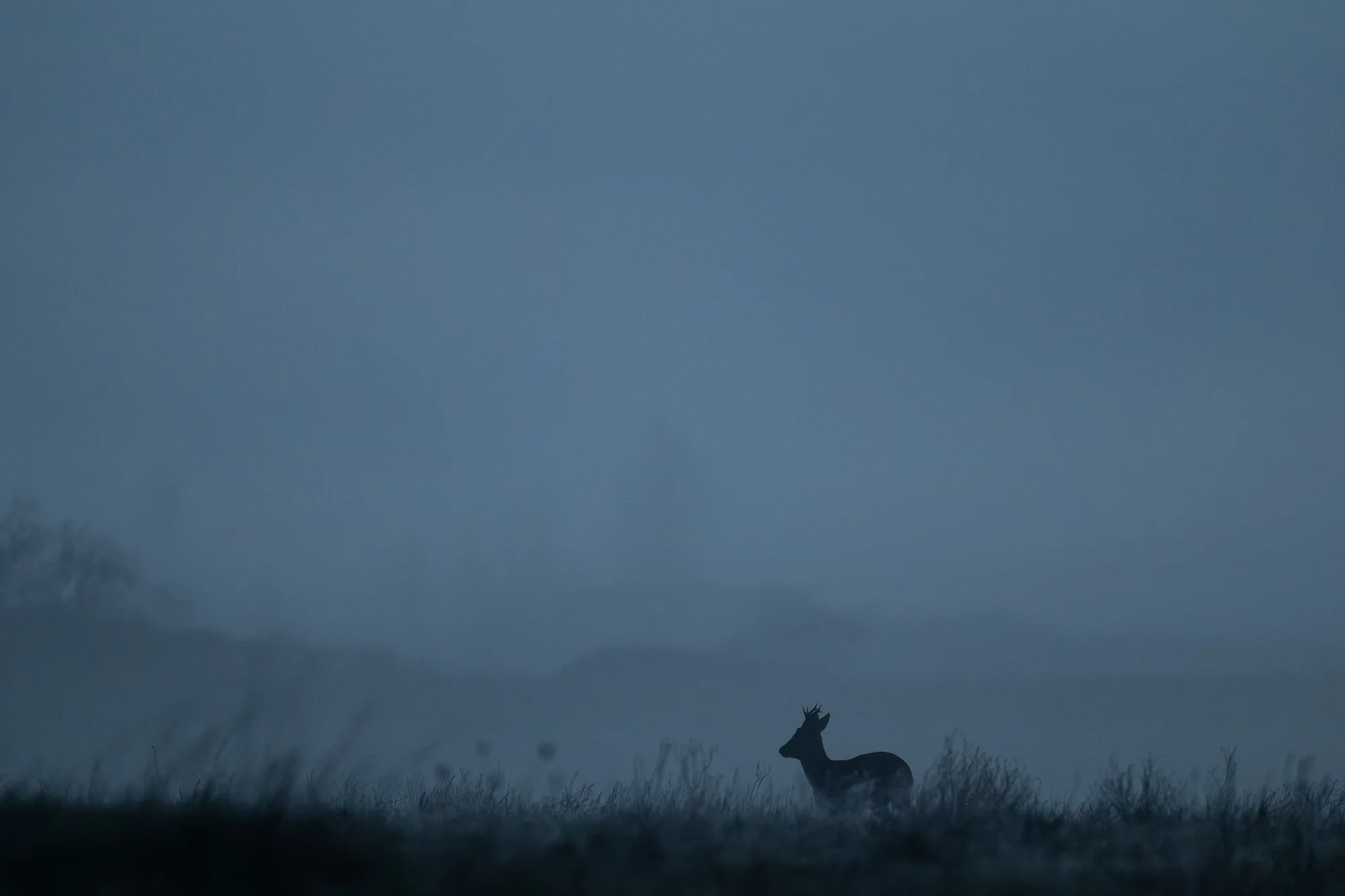 Silhouette d'un cerf debout dans une prairie contre un ciel nuageux crépusculaire.
