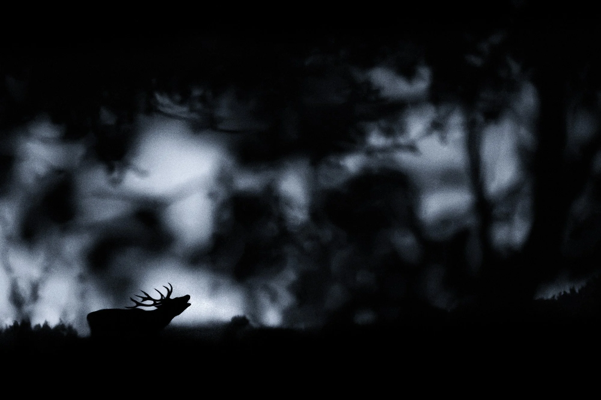 Silhouette d'un cerf avec ses bois contre un ciel orageux sombre et nuageux.