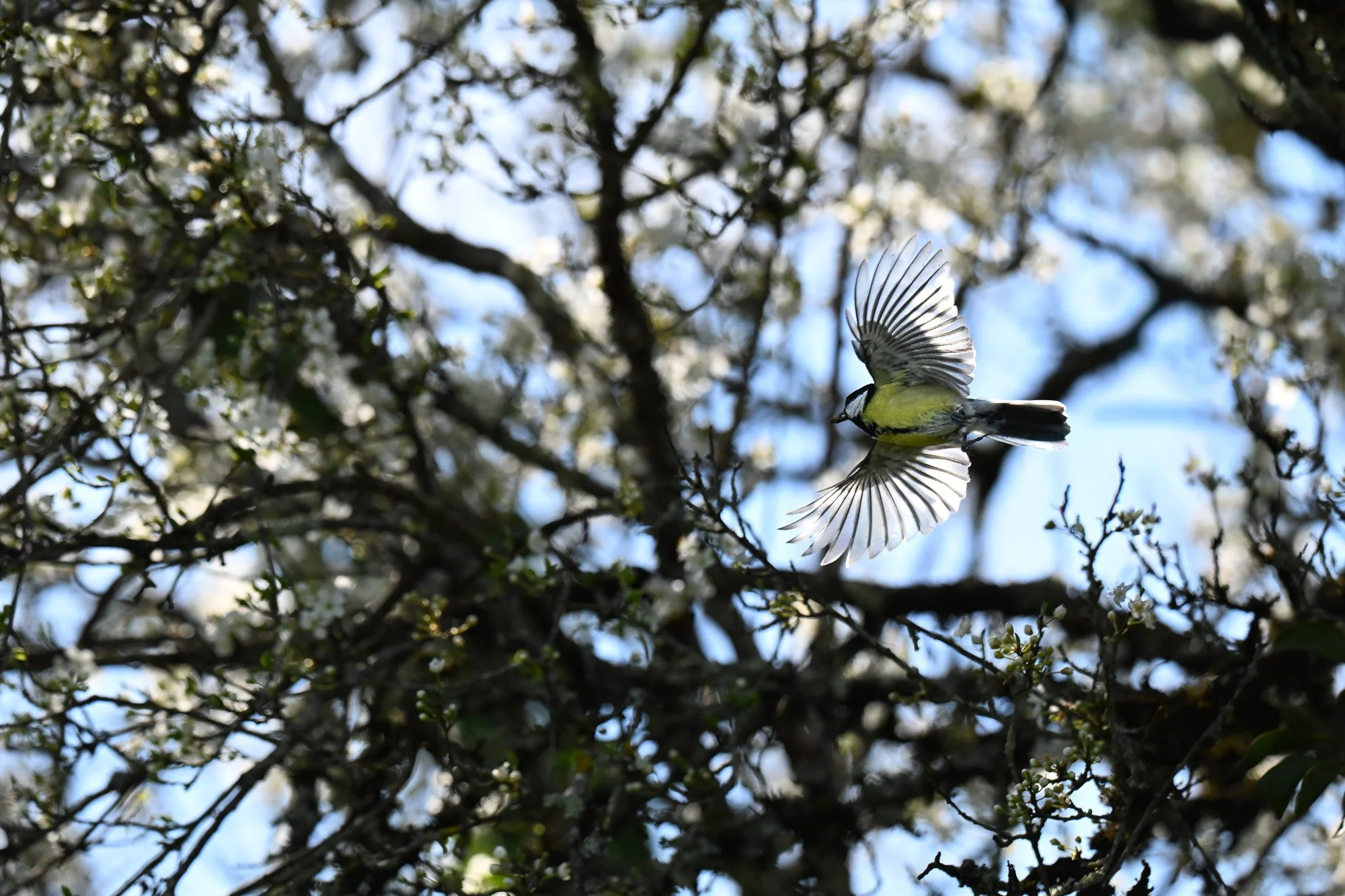 Un oiseau jaune et noir vole entre des branches d'arbres en fleurs dans un ciel bleu.