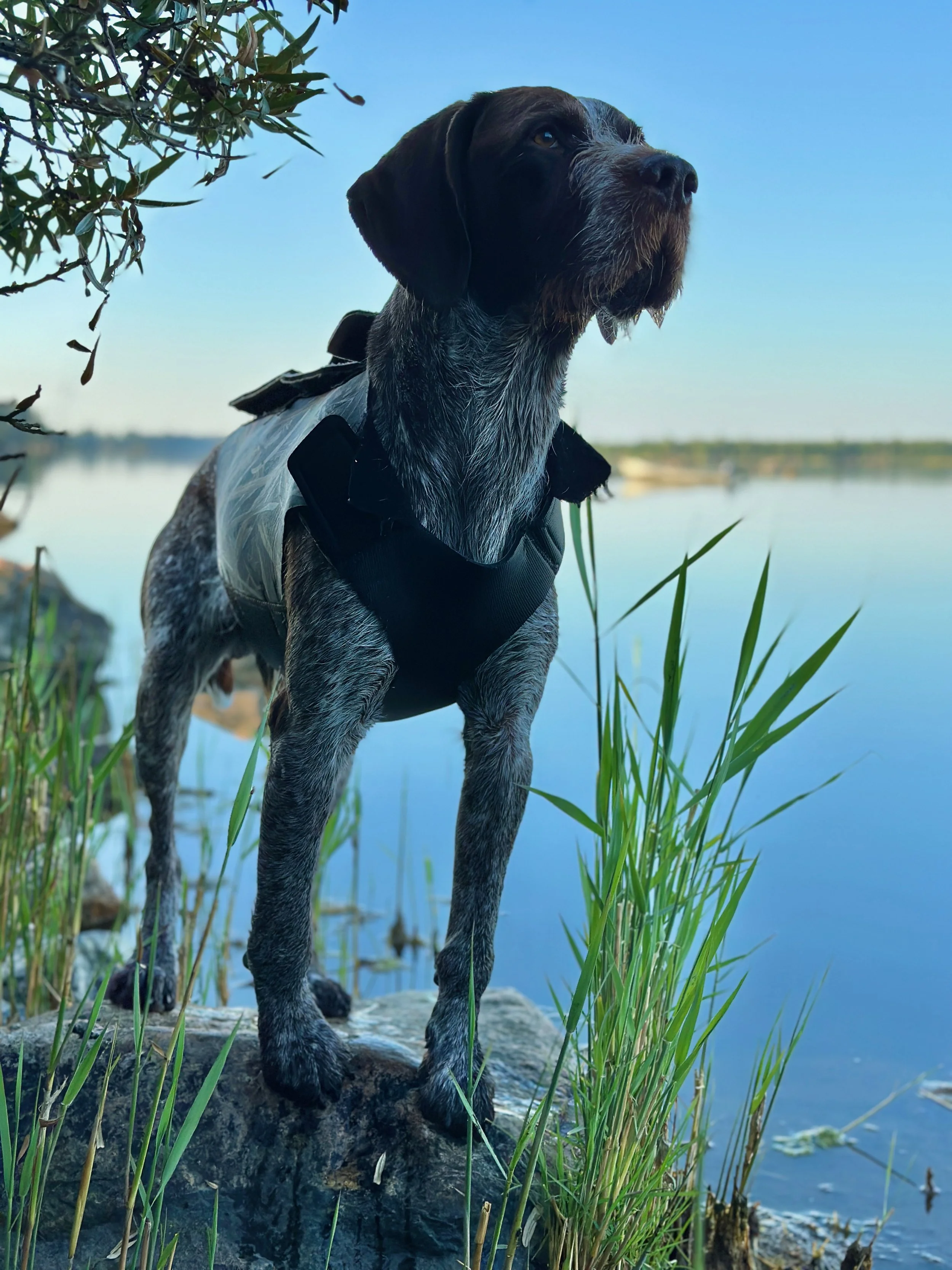 Hektor, Ulf Lindroths strävhåriga vorsteh, står uppmärksamt vid strandkanten med sjö och vass i bakgrunden.