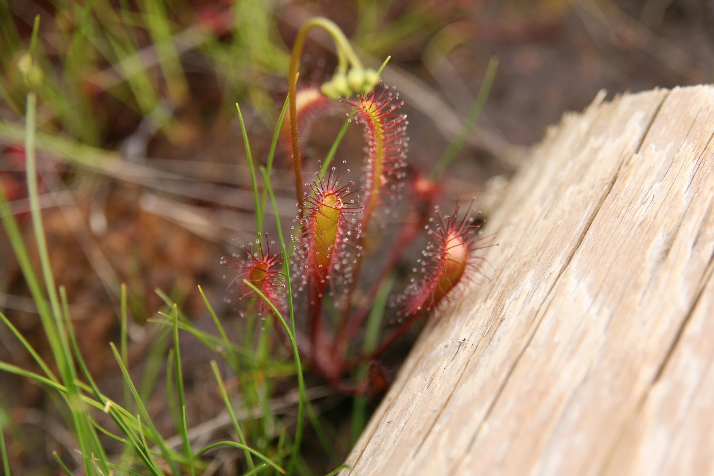 Close-up of a red carnivorous sundew plant with dew-covered tentacles near a wooden plank and grass.