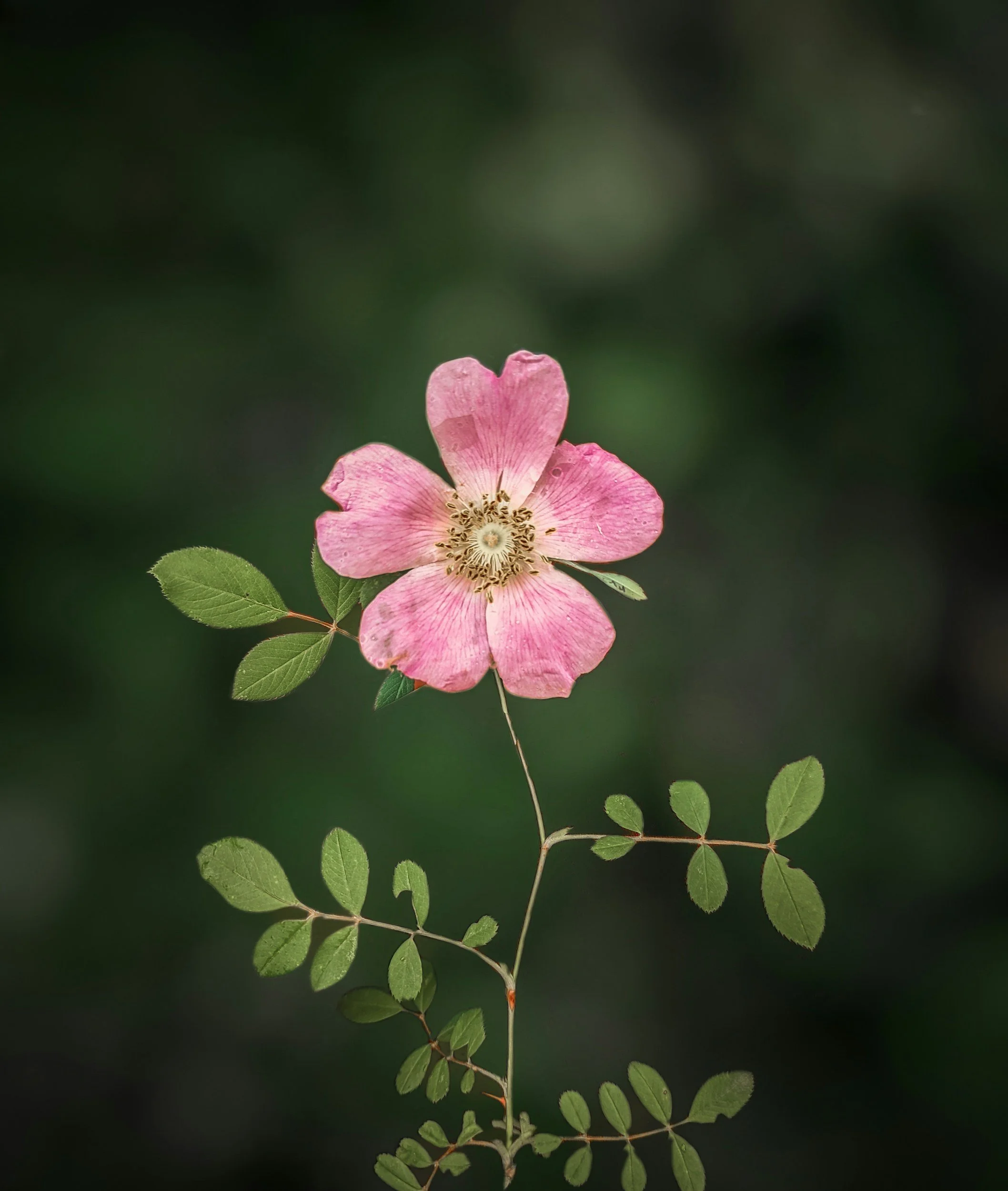 A pink wild rose with green compound leaves against a dark blurred background.