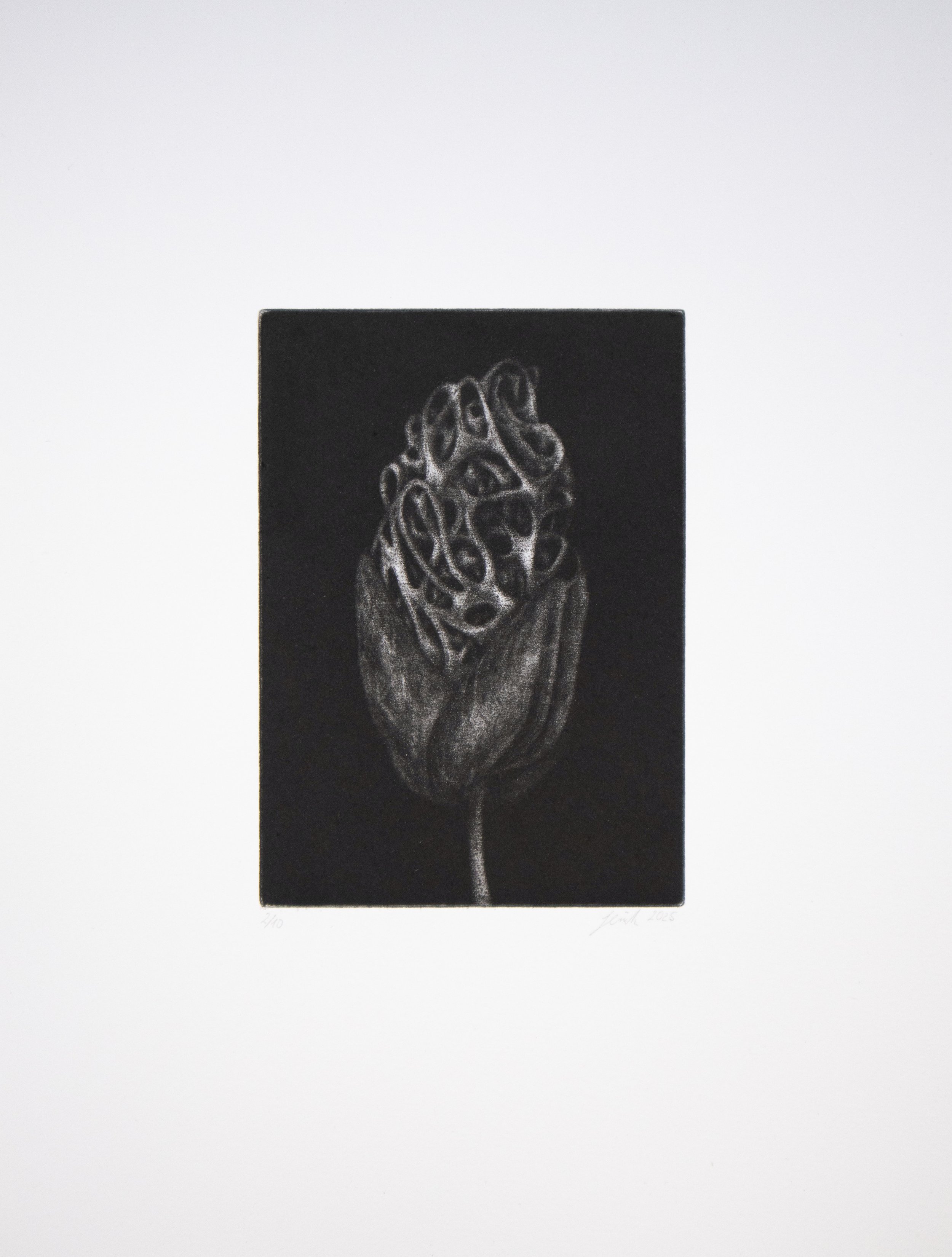 The seed | 22,5 cm × 30 cm | 2025