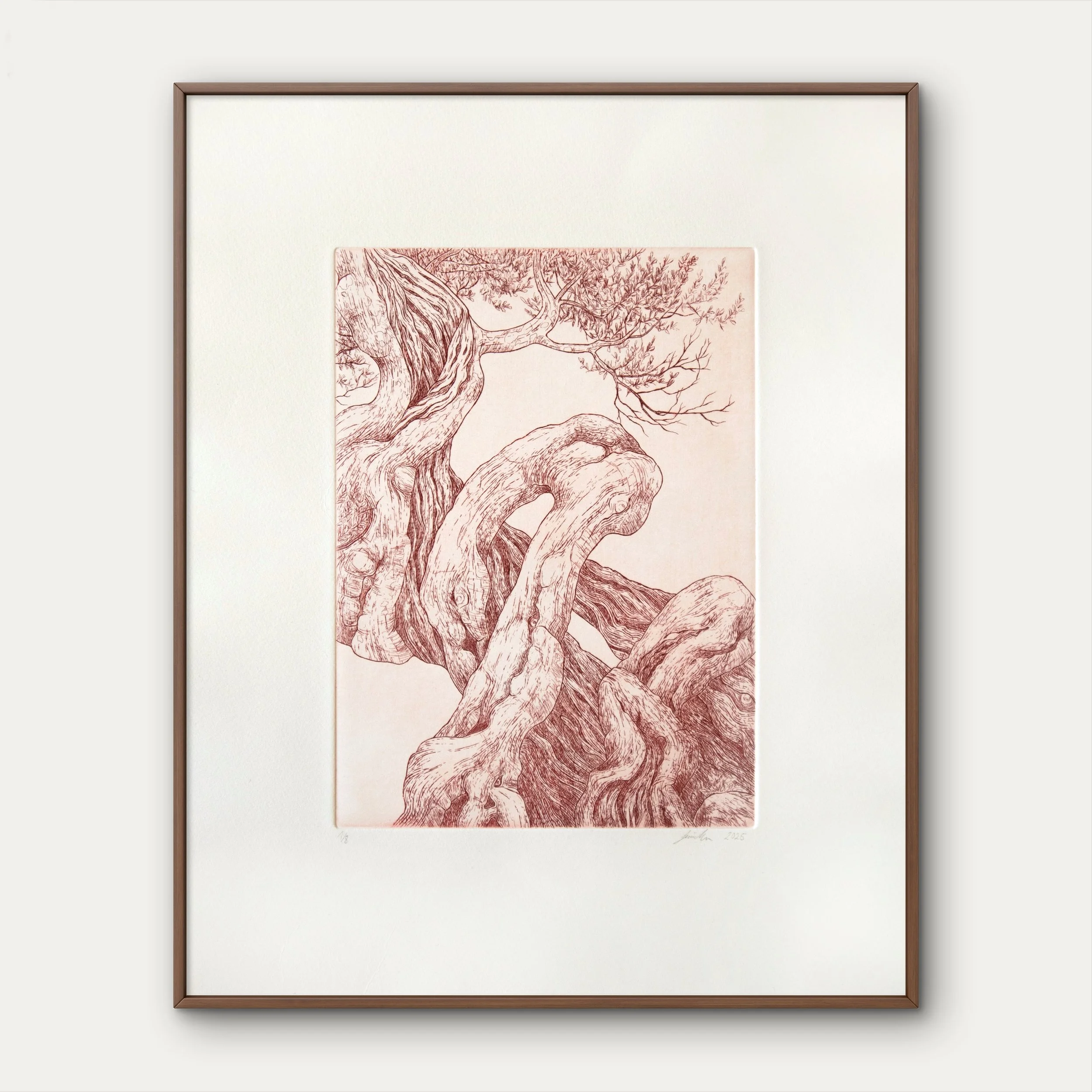 Olea - Limited edition