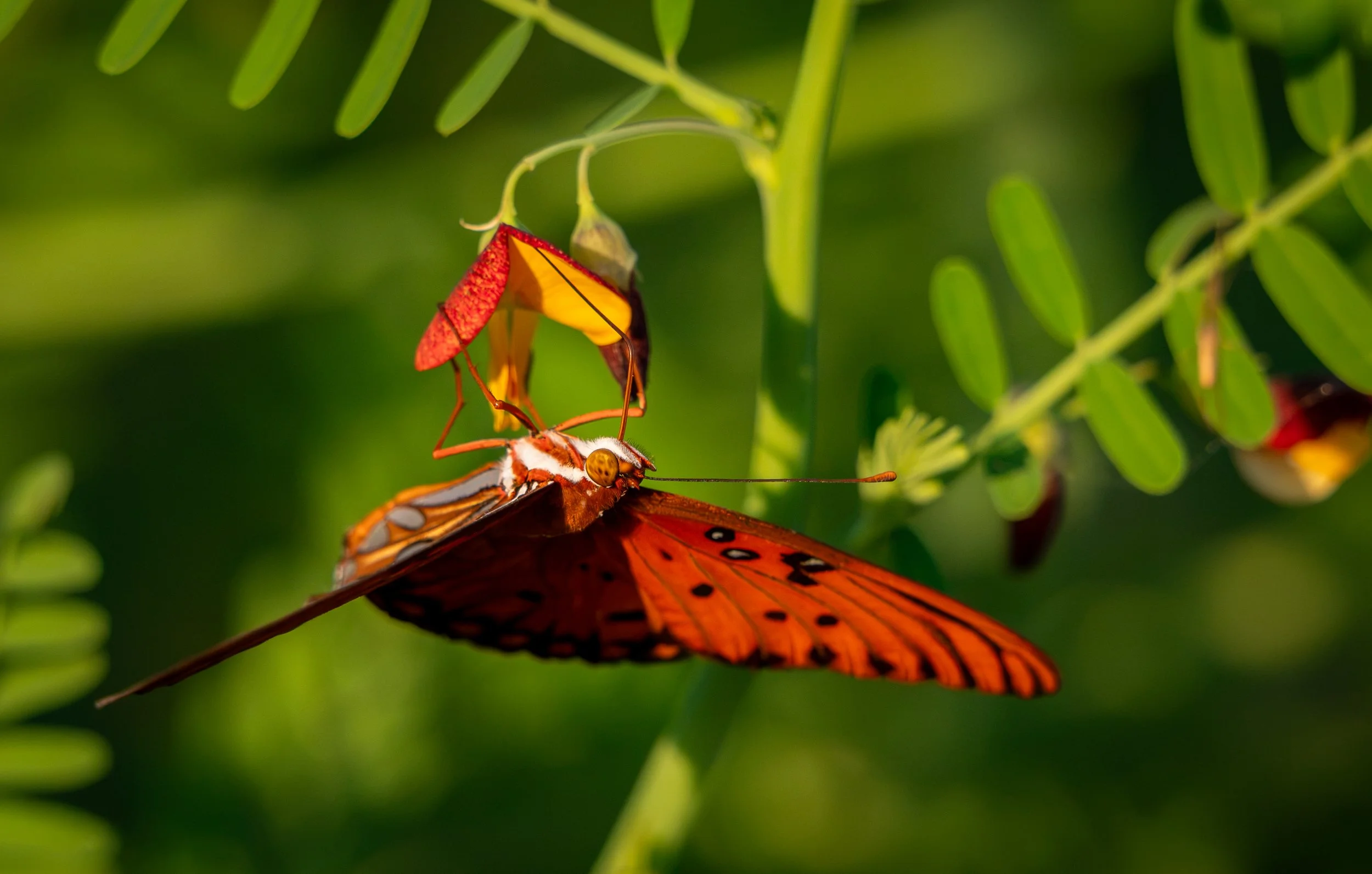 Sunset Dinner, Gulf Fritillary, Madisonville, LA