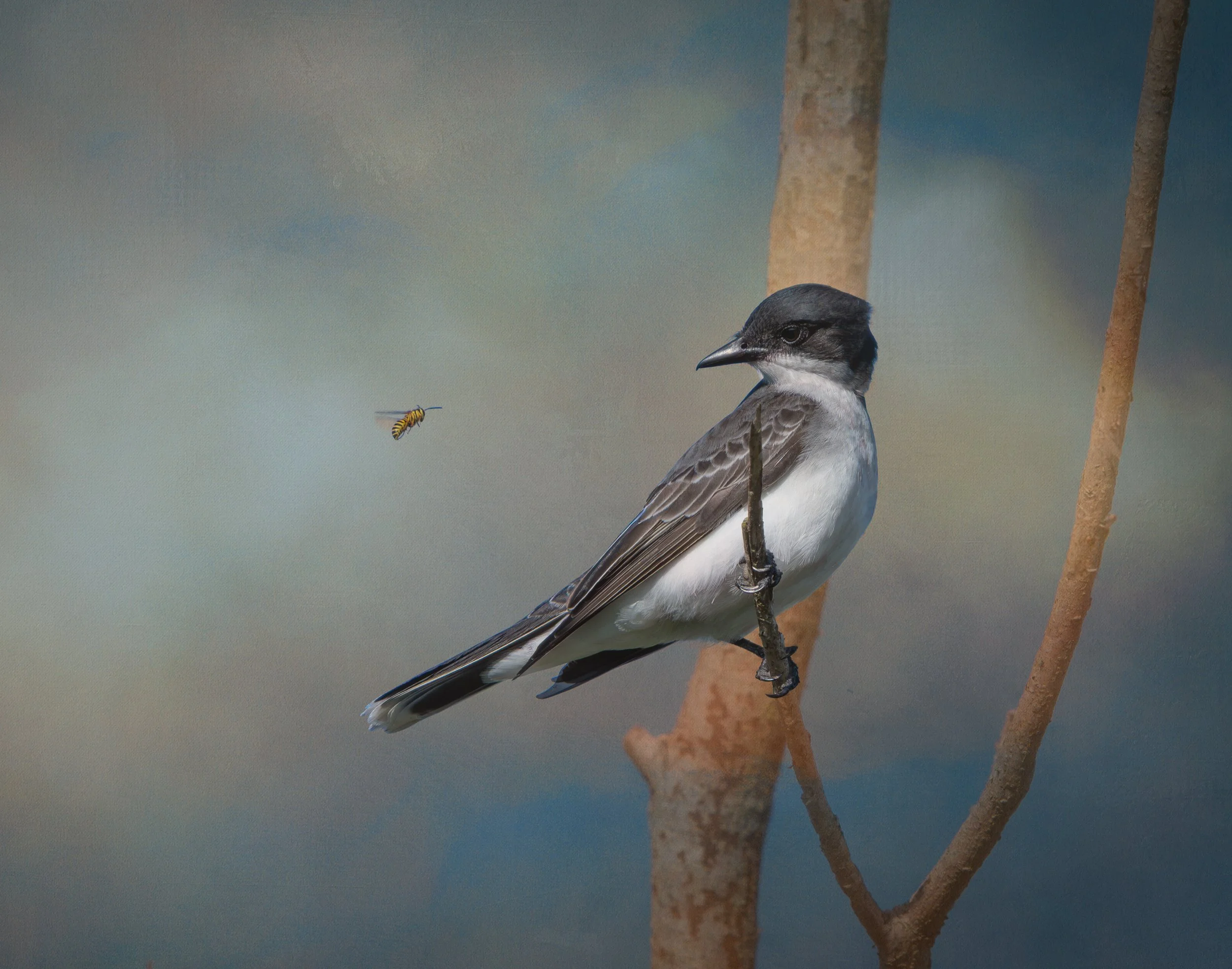 Dinner Delivered - Eastern Kingbird, Bayou Sauvage, LA