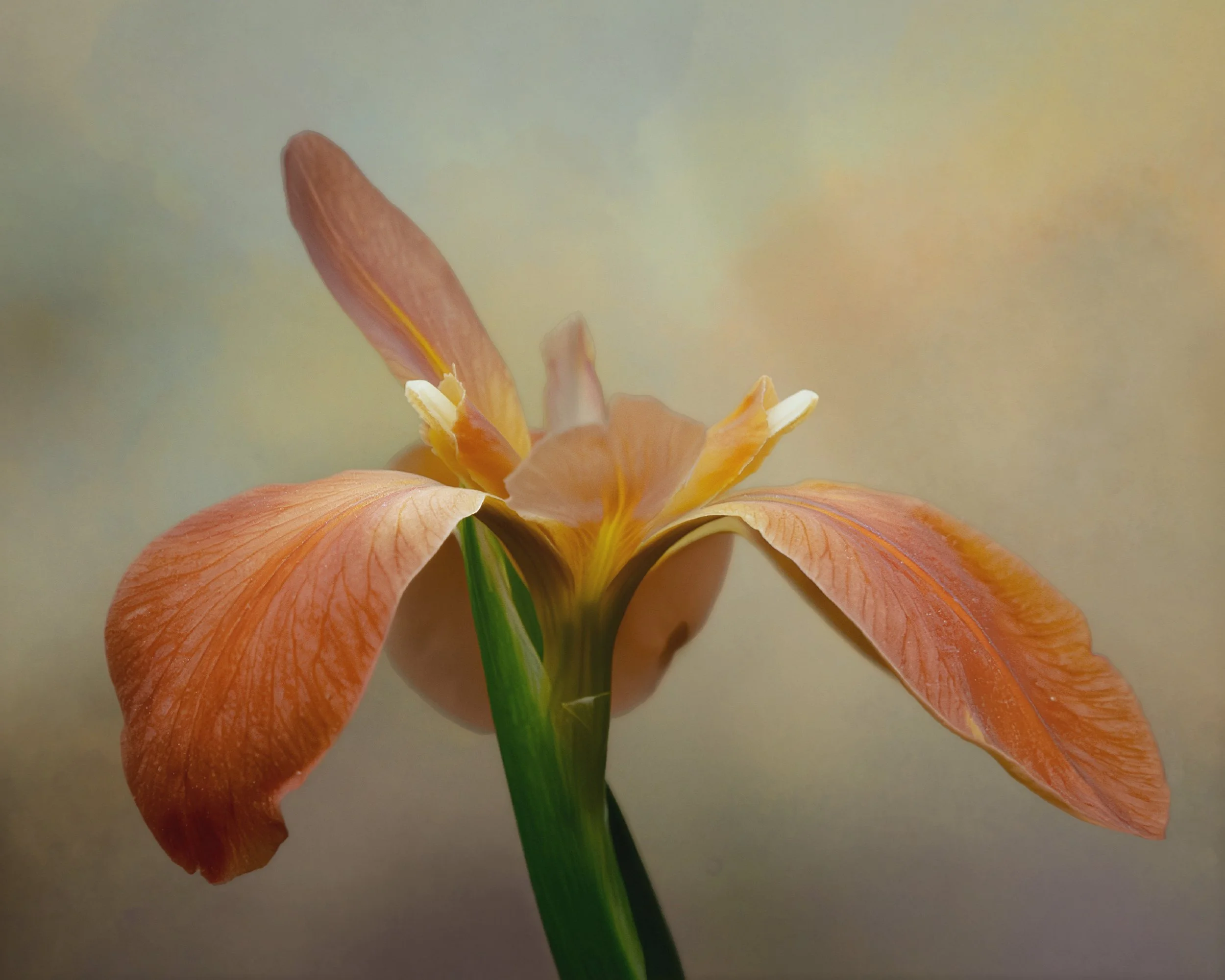 Copper Iris, Hammond, LA