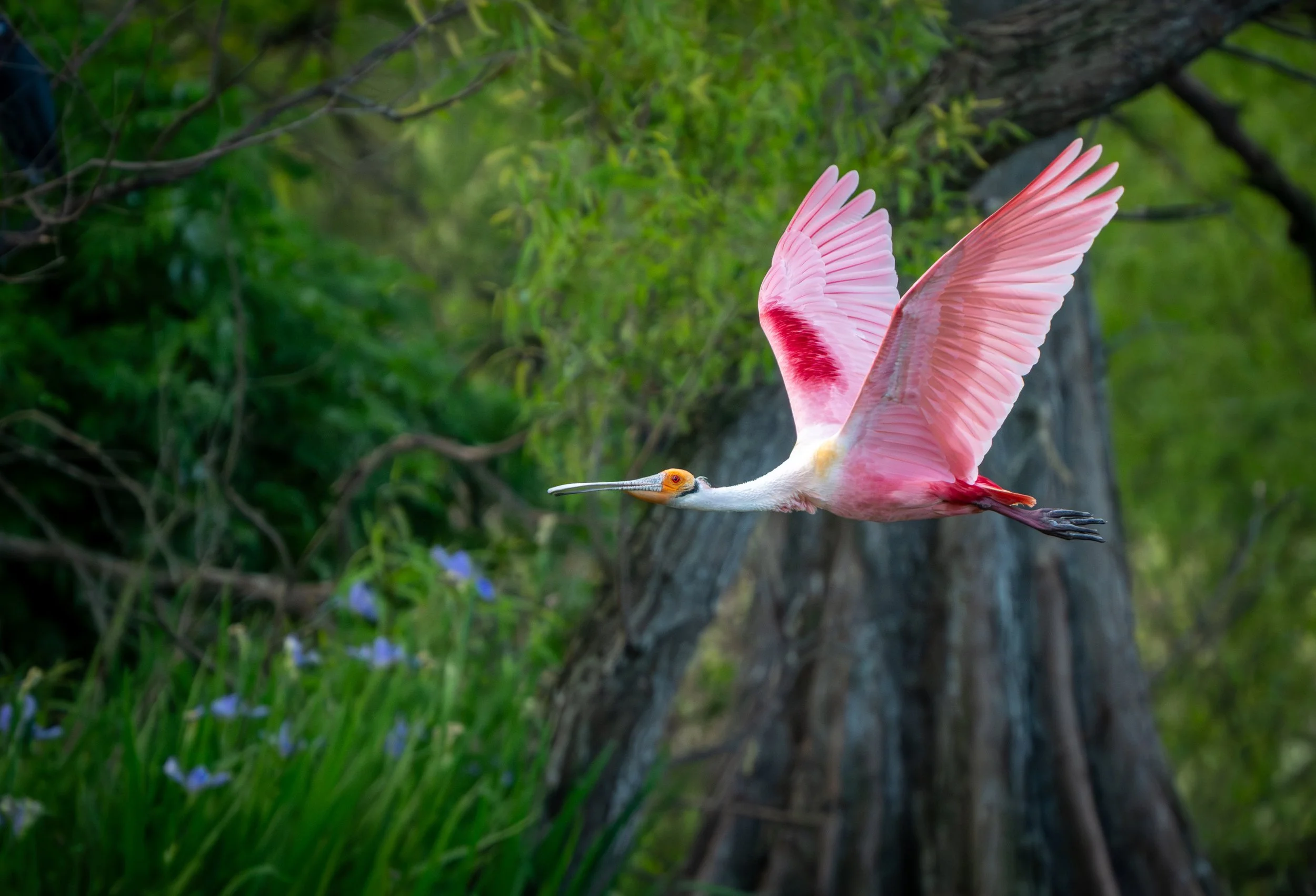 Blushing Bayou - Roseate Spoonbill, New Iberia, LA
