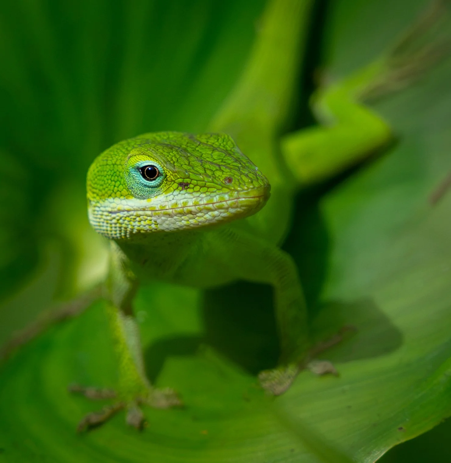The Watcher, Green Anole, Madisonville, LA