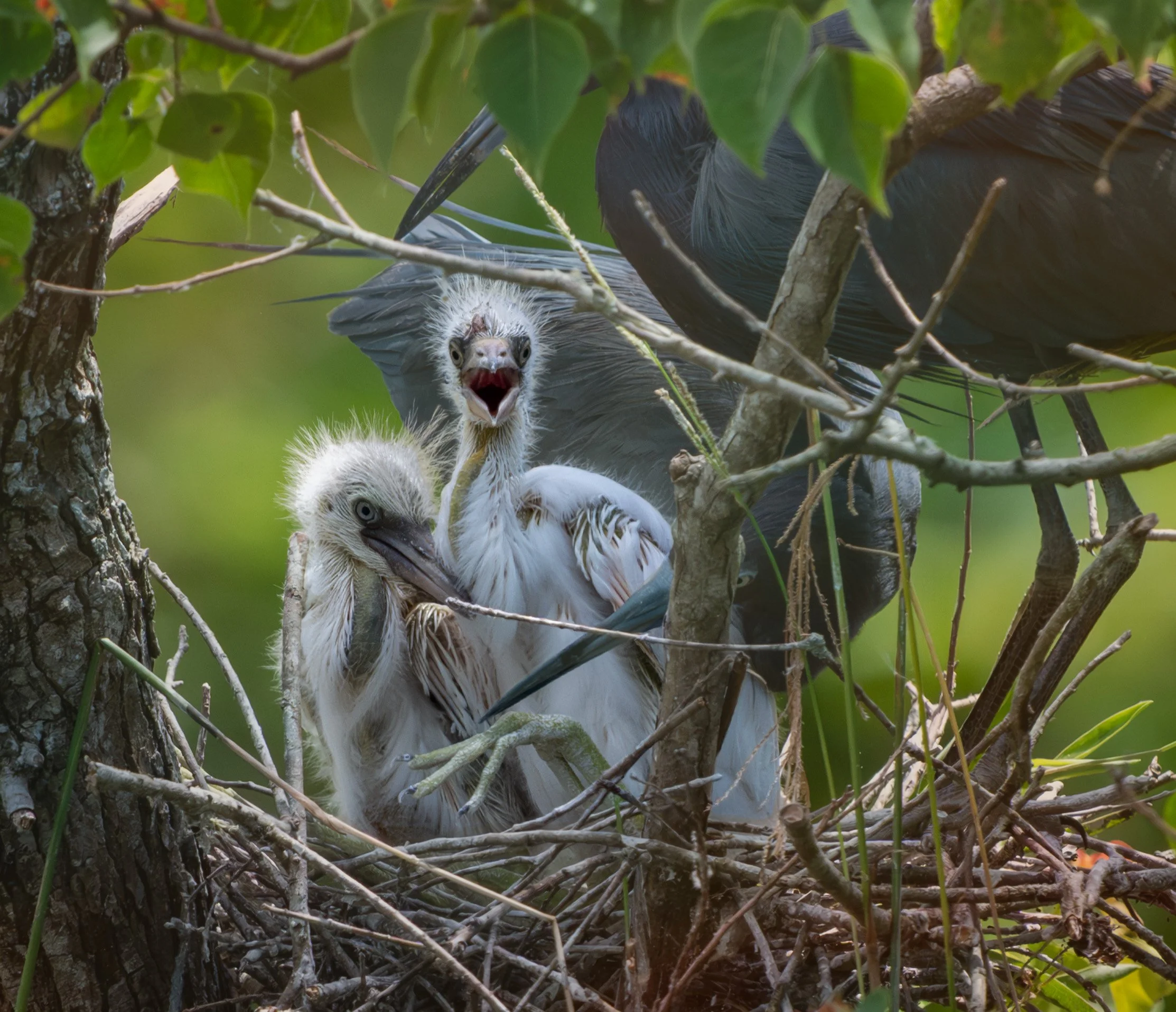 The Squawky Bird Gets the Worm, Little Blue Herons at New Iberia, LA