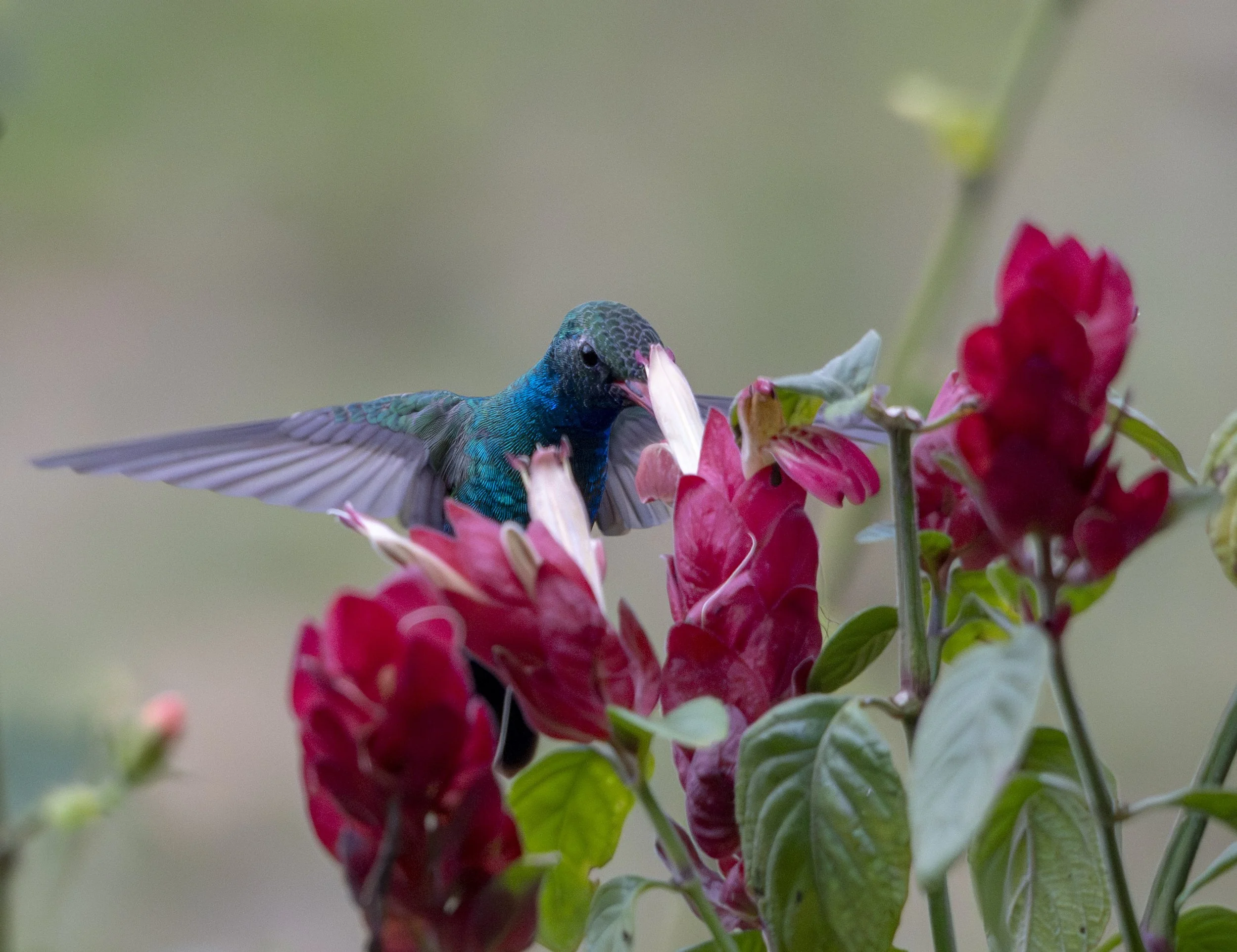 Broad-billed 3.JPEG